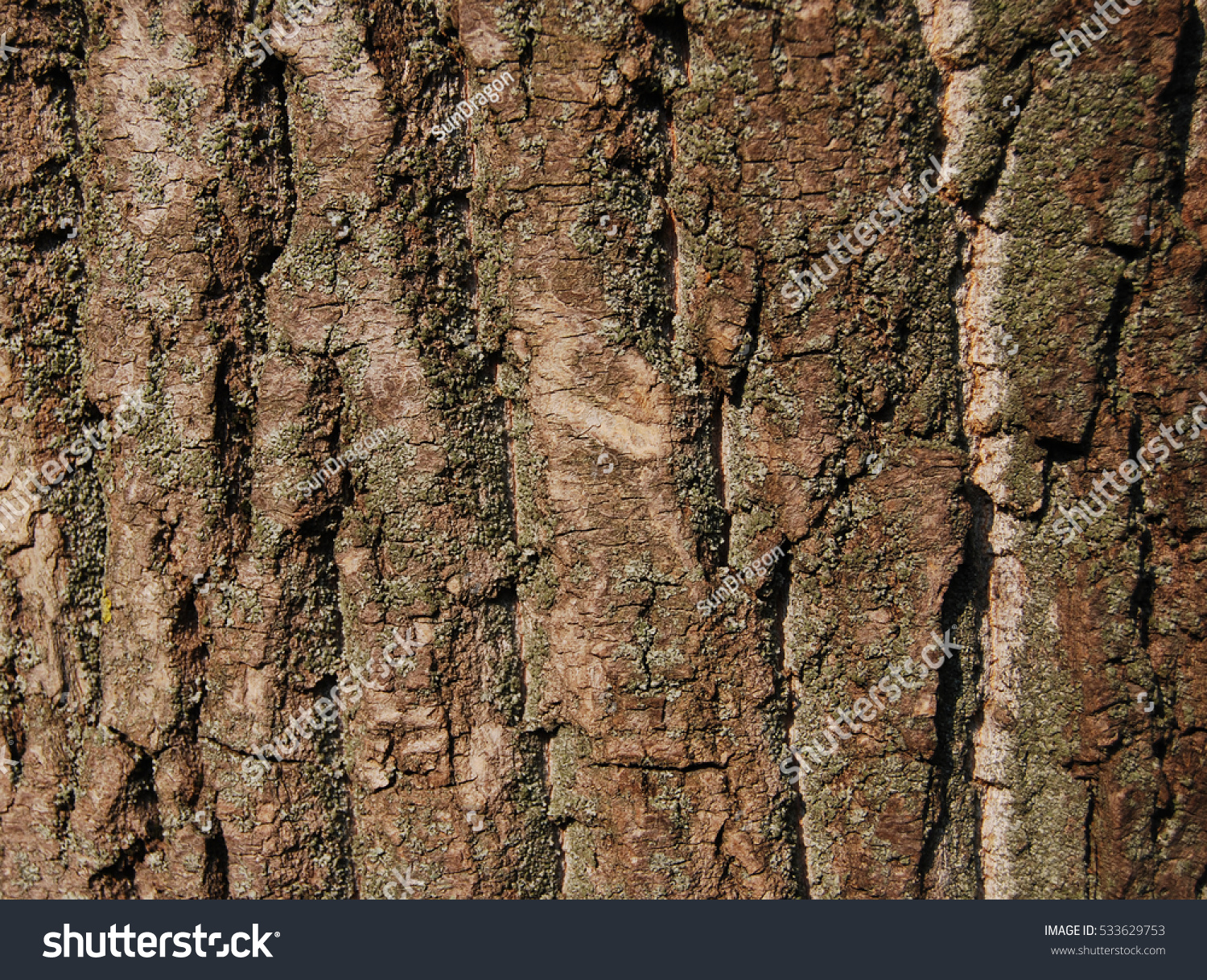 Poplar Tree Bark Moss Texture Stock Photo Edit Now 533629753