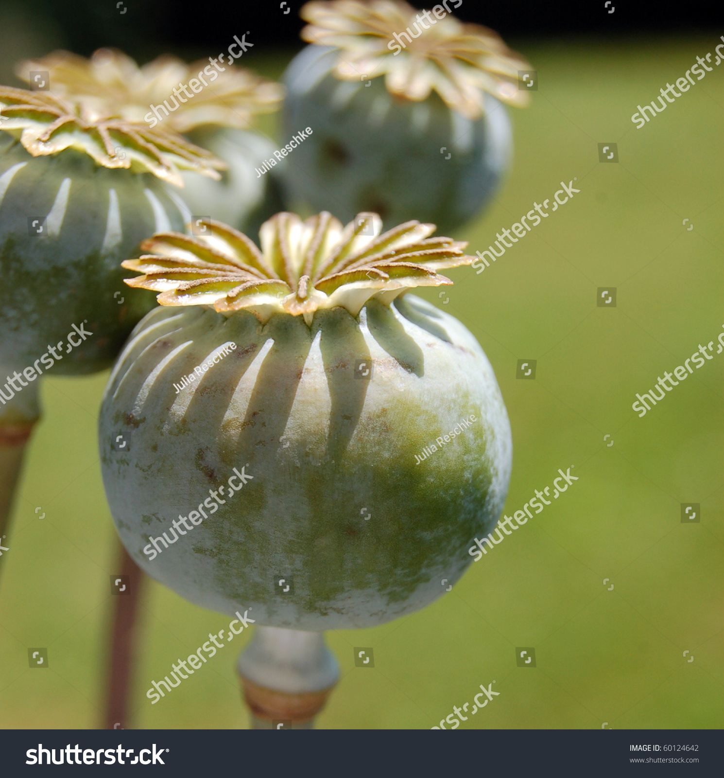 Poppy Capsules 3 Stock Photo 60124642 : Shutterstock