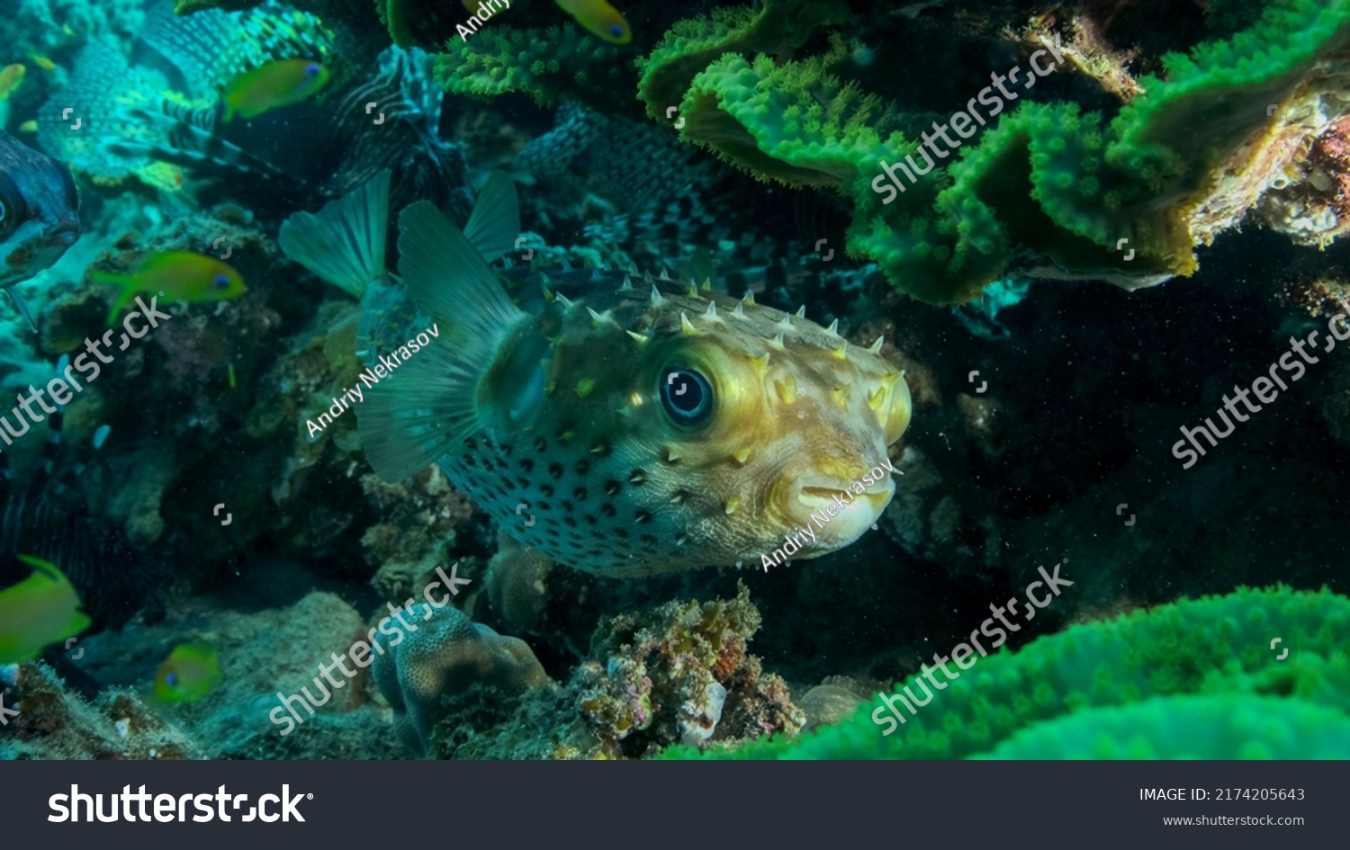 12 Simply porcupine fish Images, Stock Photos & Vectors | Shutterstock