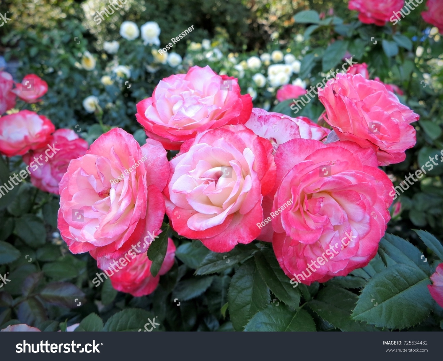 Portland Rose Garden Stockfoto Jetzt Bearbeiten 725534482