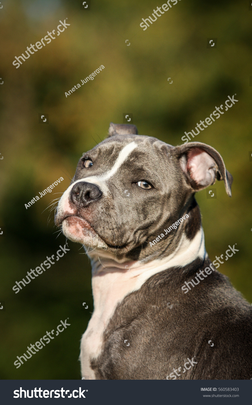 staffordshire bull terrier blue and white