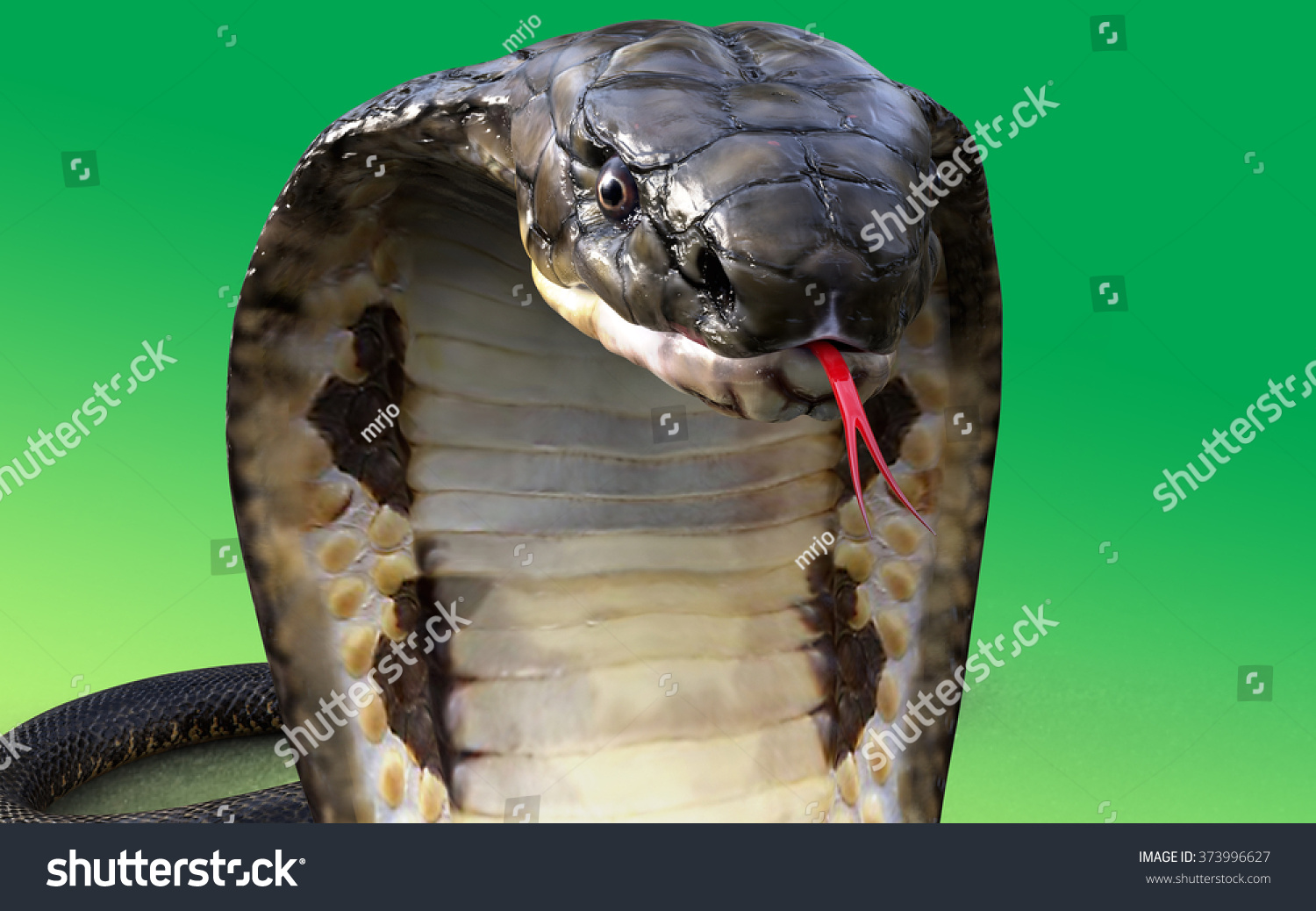 Portrait 3d King Cobra Snake Isolated On Green Background Stock Photo ...