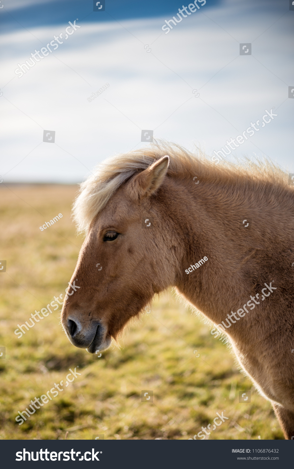 Portrait Eines Islandpferde Stock Photo 1106876432 Shutterstock