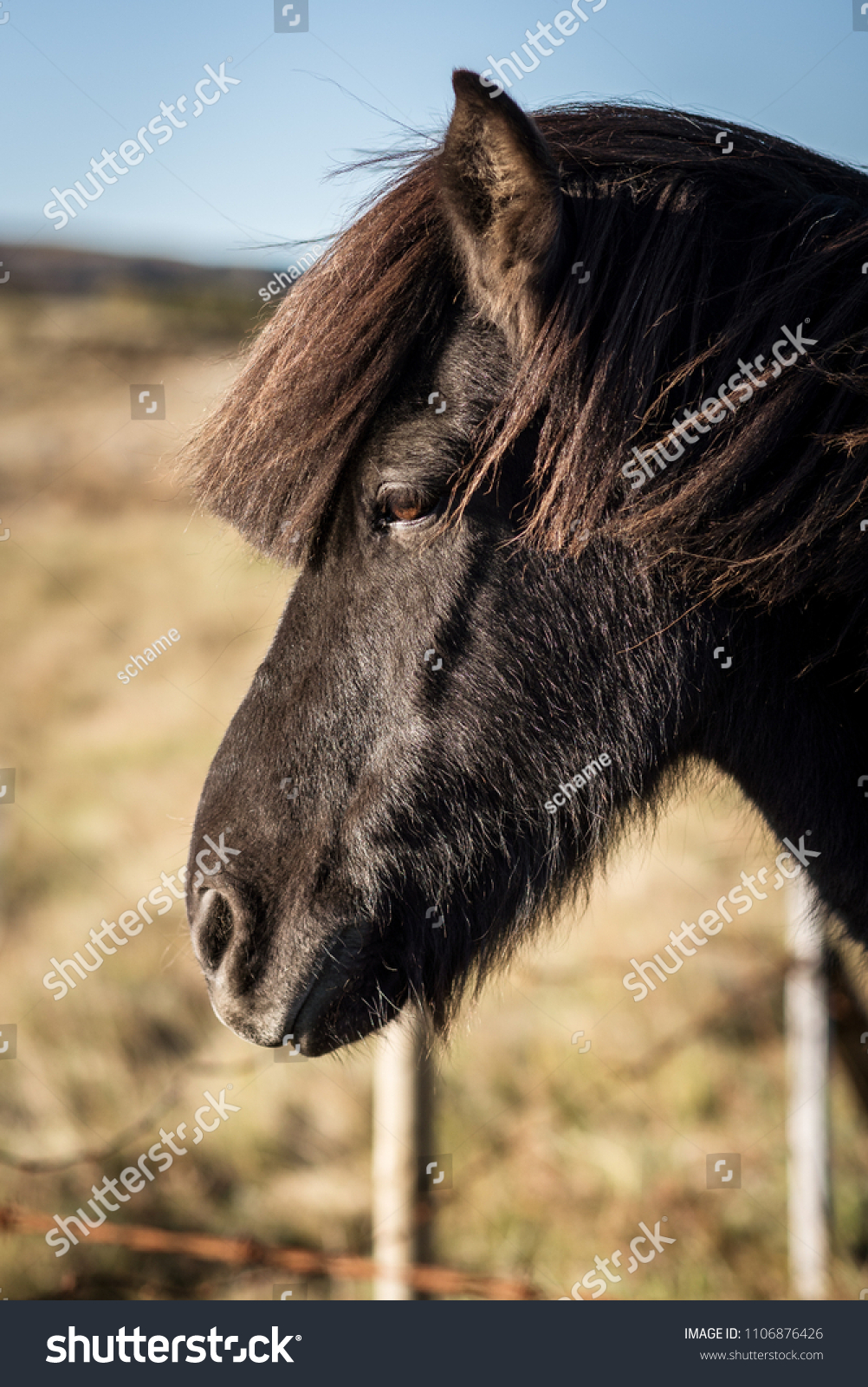 Portrait Eines Schwarzen Islandpferde Stock Photo Edit Now