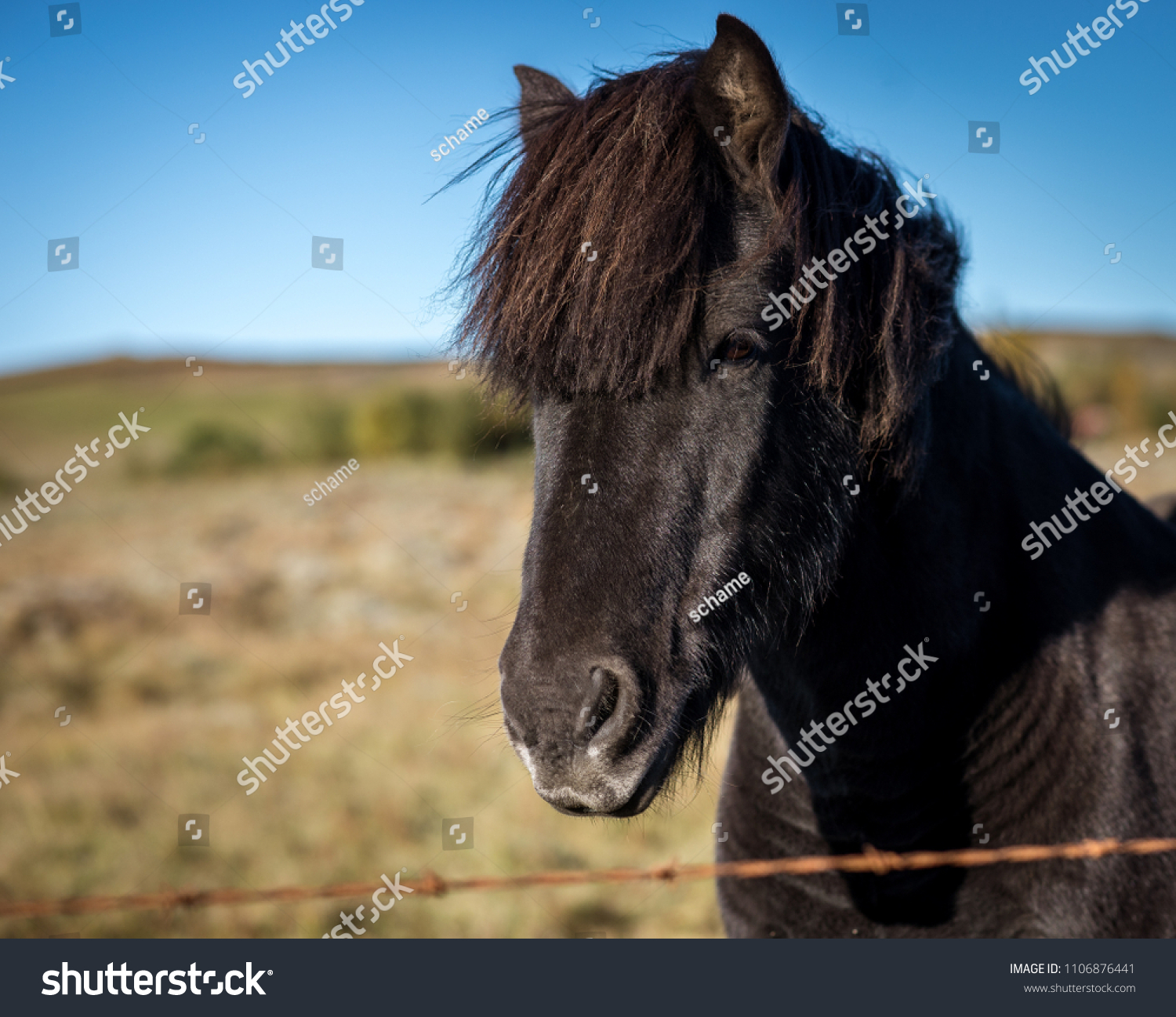 Portrait Eines Schwarzen Islandpferde Stock Photo Edit Now