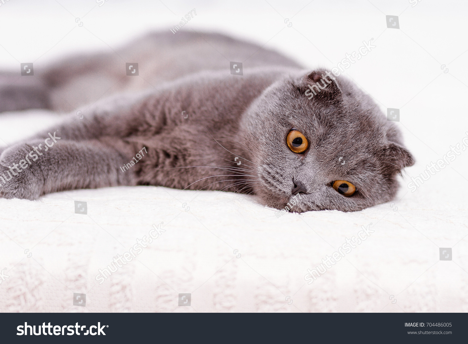 Portrait Grey Cat Breed Scottish Fold Stock Photo Edit Now 704486005