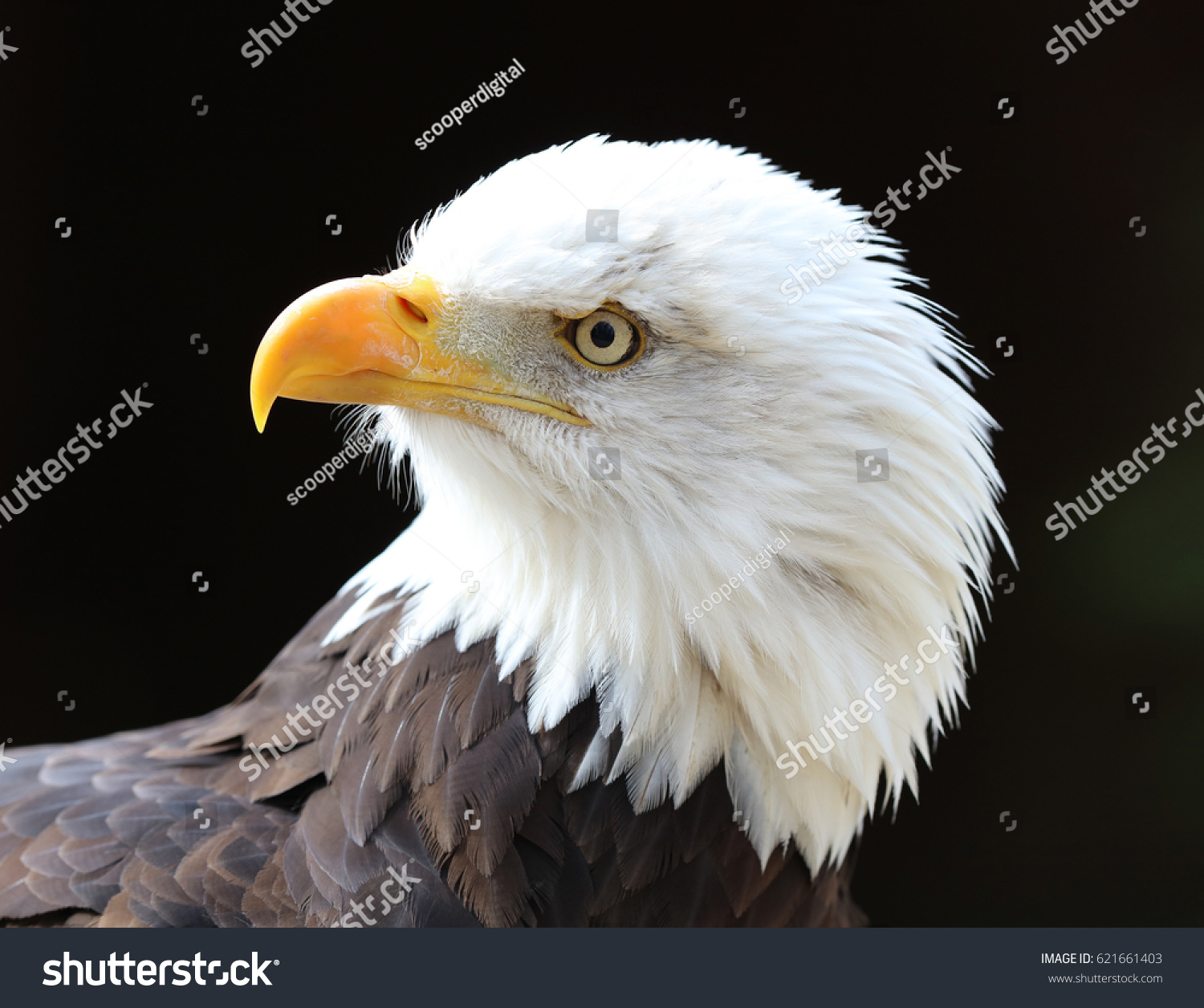 Portrait Bald Eagle Black Background Stock Photo (Edit Now) 621661403