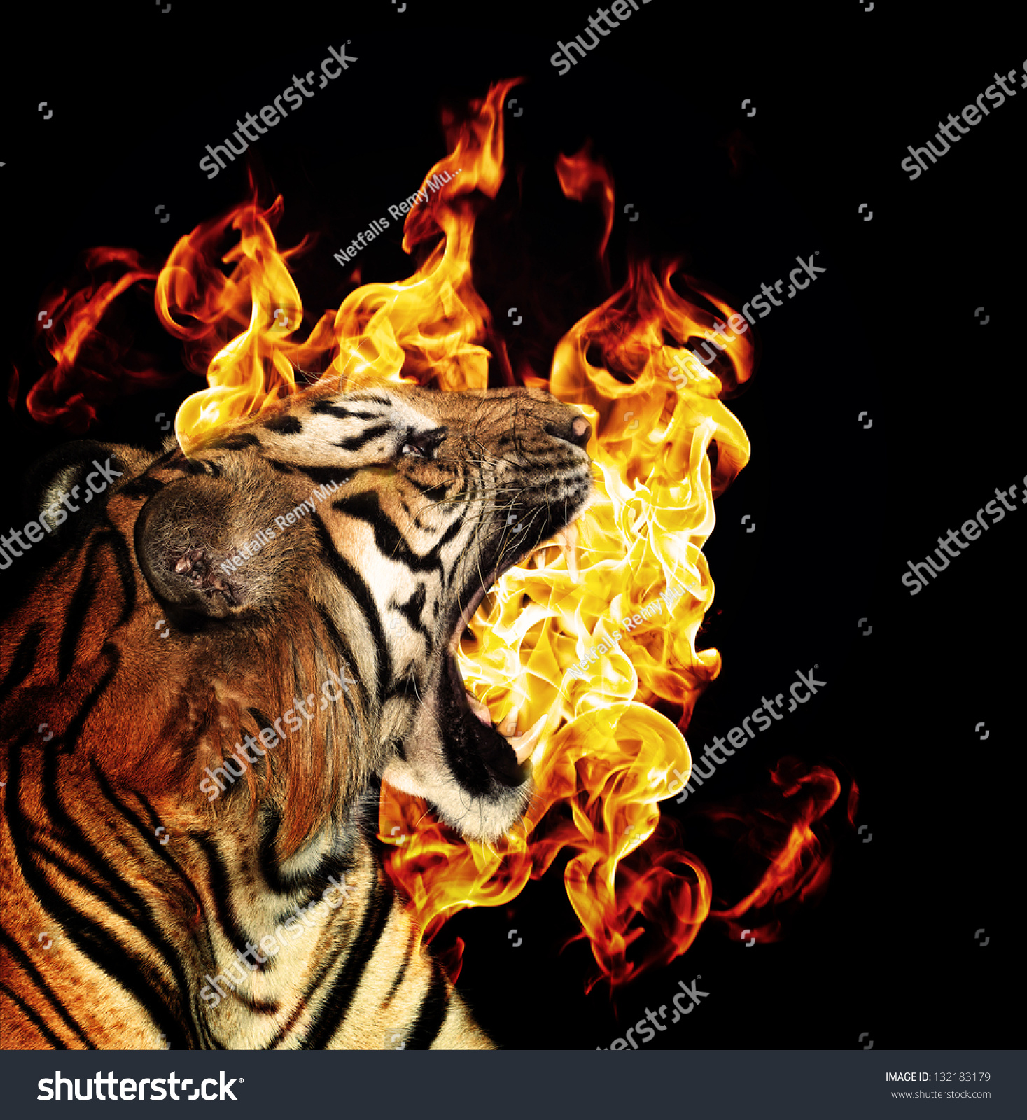 Portrait Of A Beautiful Tiger With Flames Over Black Background Stock ...