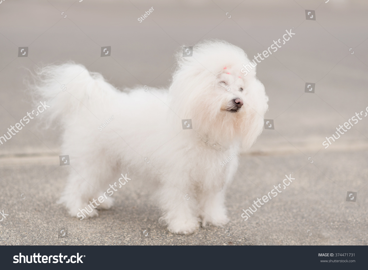 Portrait Bichon Havanese Dog Park Stock Photo Edit Now