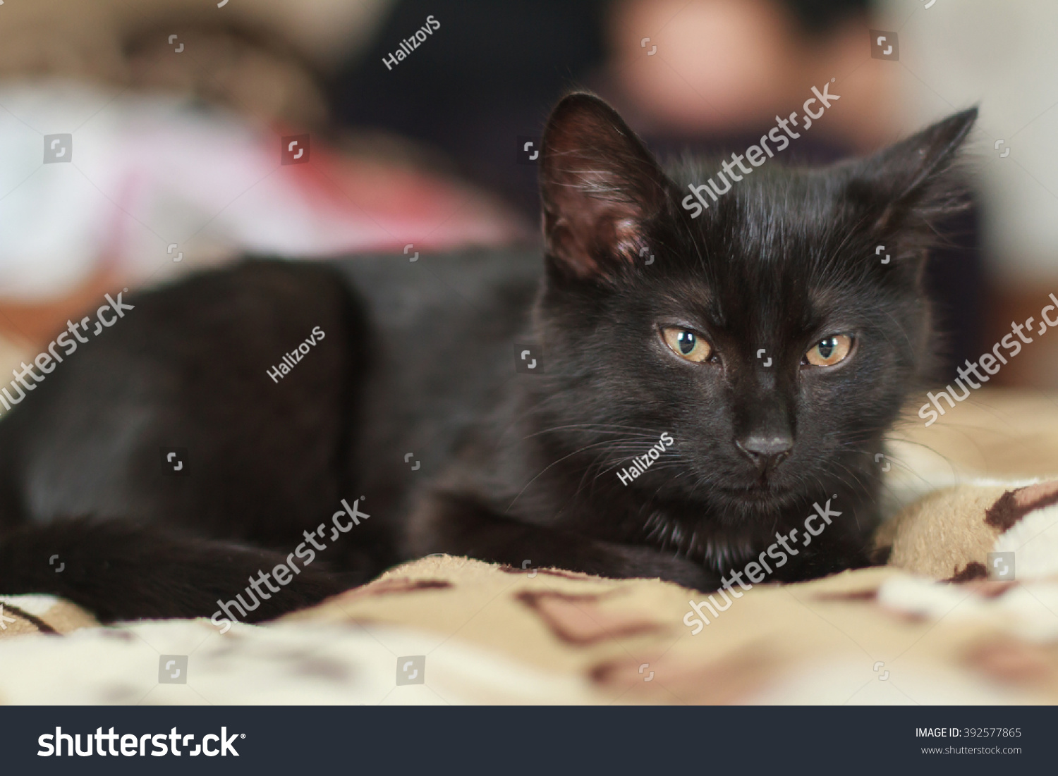 Portrait Black Cat Stock Photo 392577865 - Shutterstock