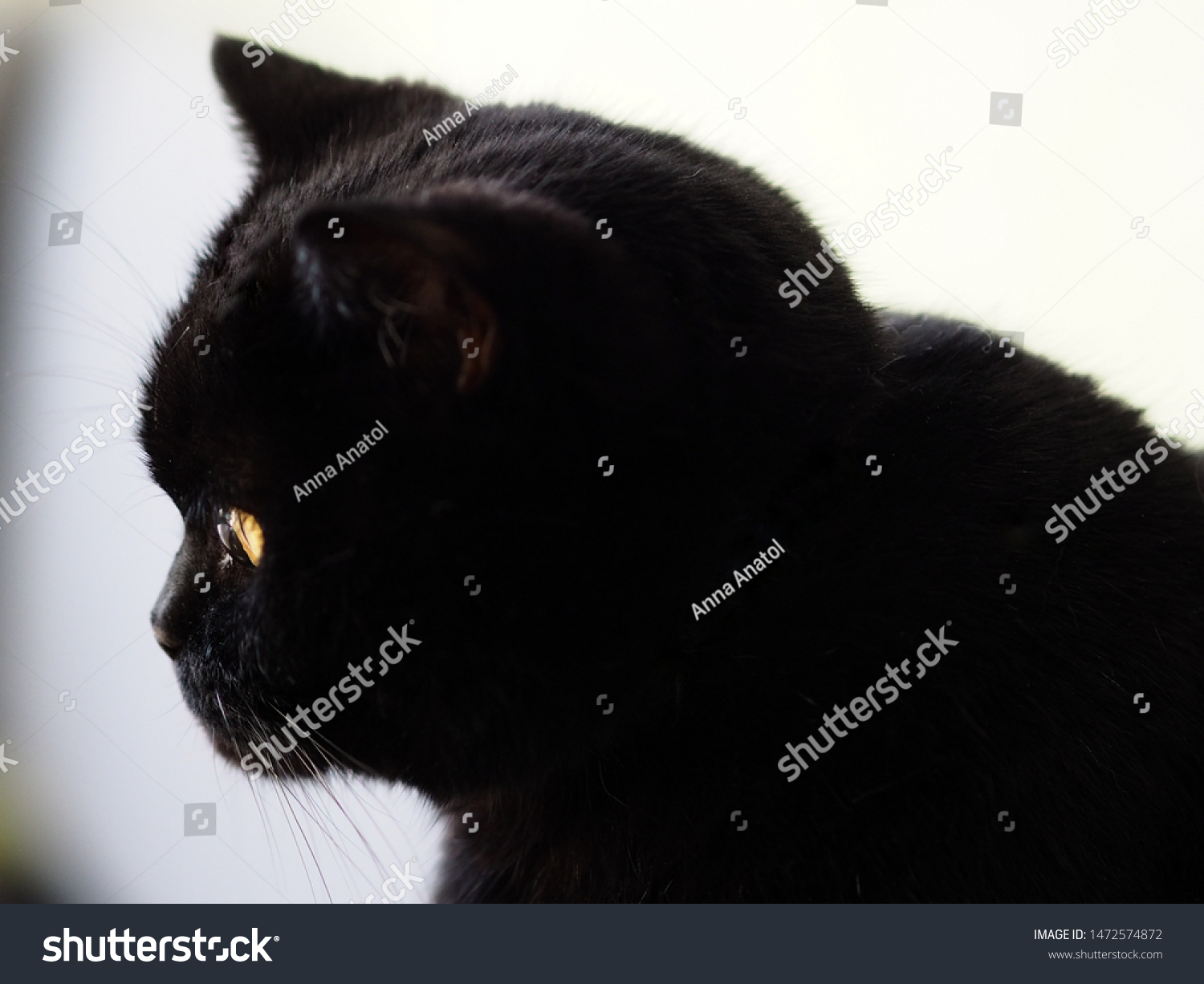 Portrait Black Cat British Shorthair Breed Stock Photo Edit Now