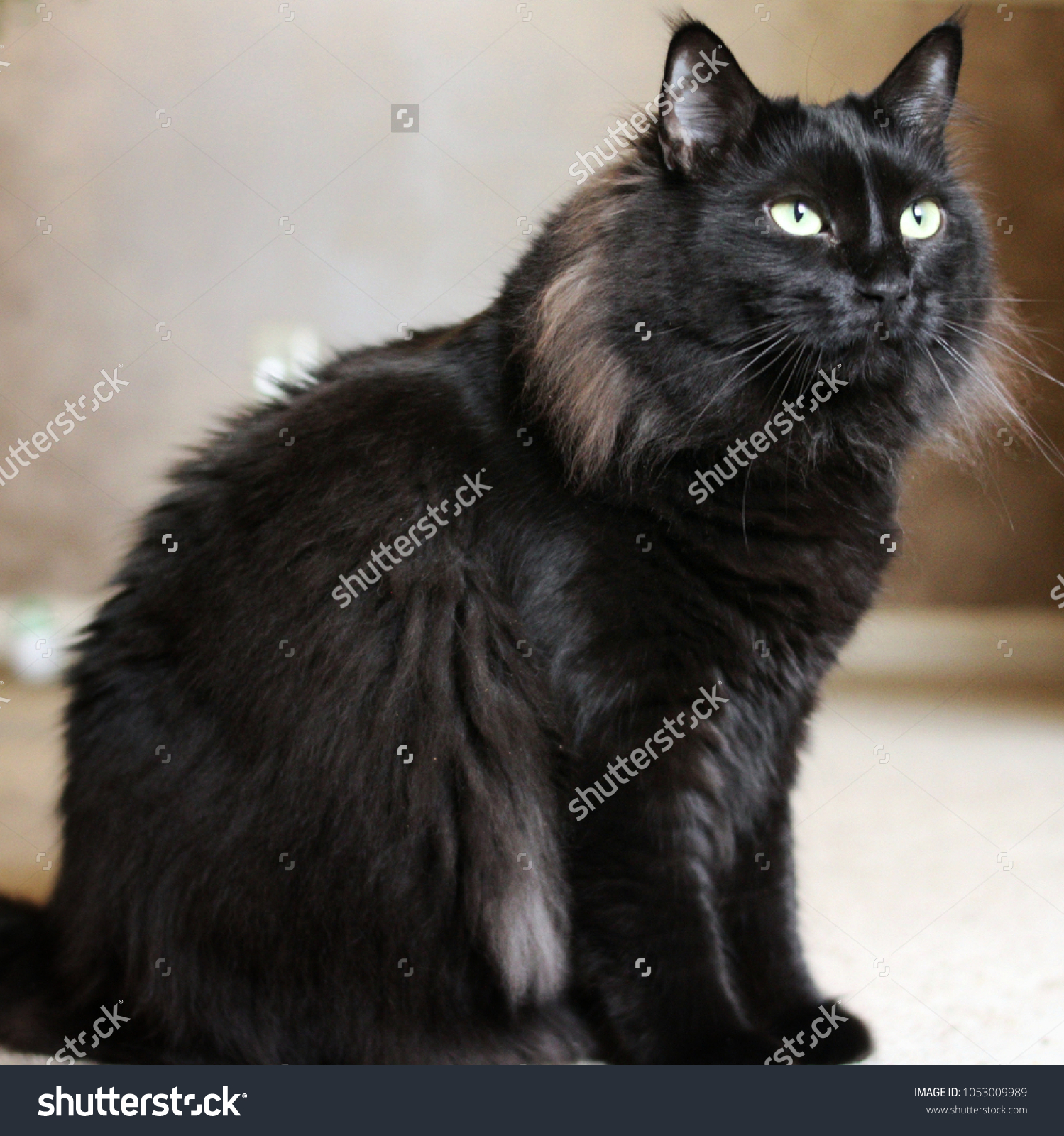 Portrait Black Siberian Forest Cat Animals Wildlife Stock Image 1053009989
