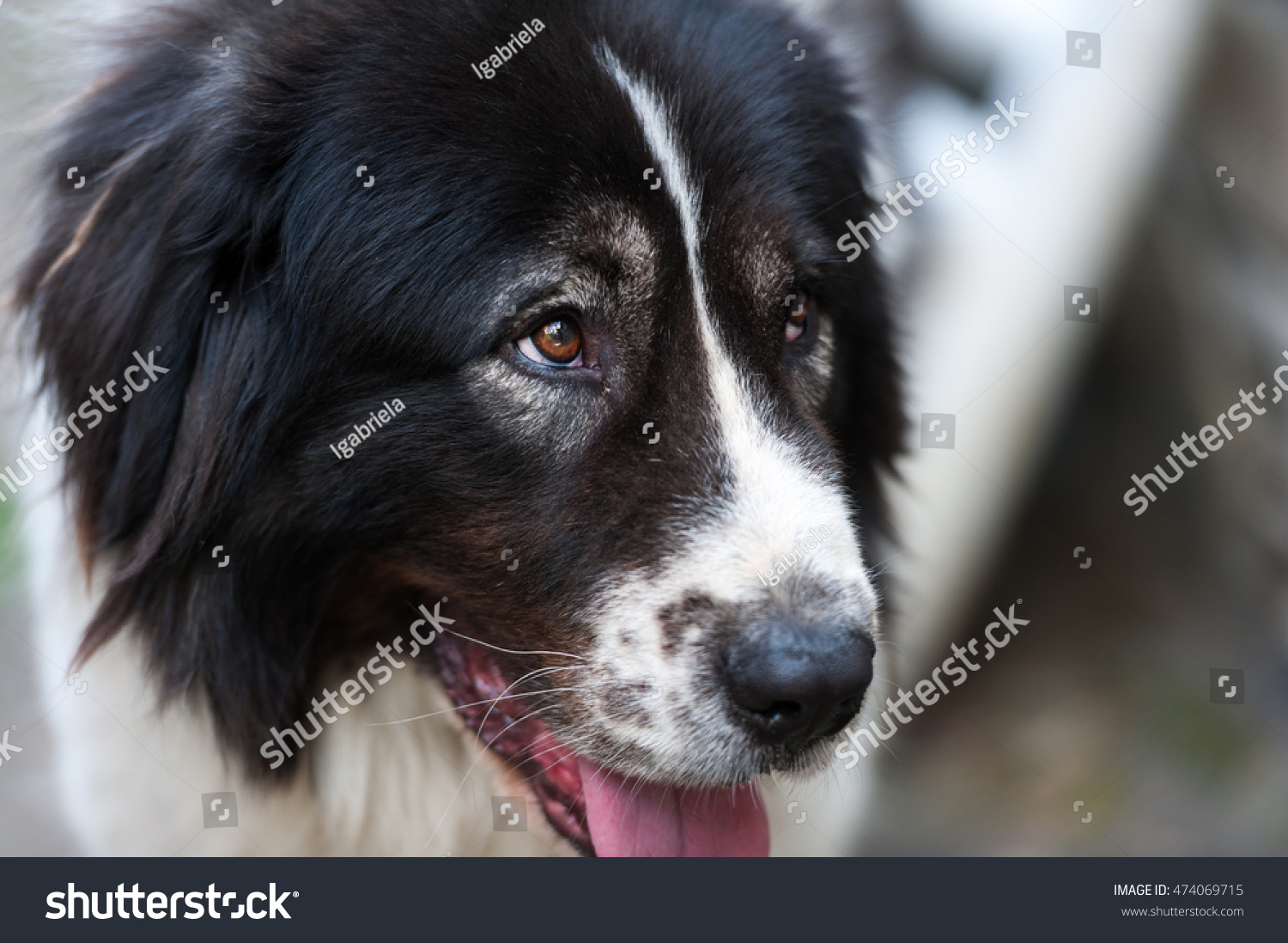 Portrait Bucovina Shepherd Dog Stock Photo Edit Now 474069715