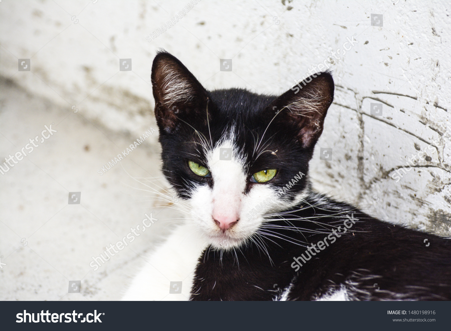 Portrait Cat Trivandrum Kerala India 15082019 Stock Photo 1480198916 ...