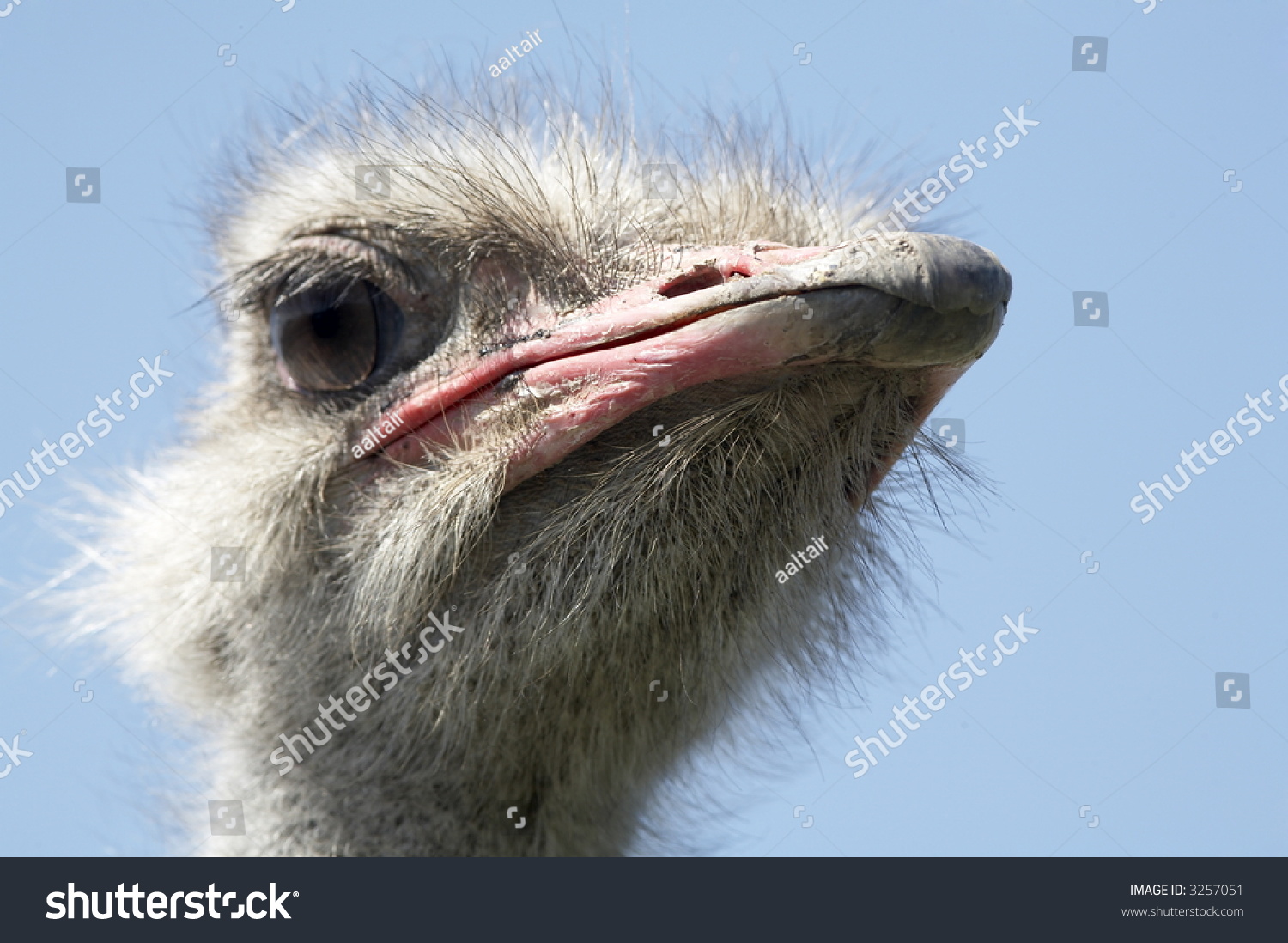 Russian Ostrich - ostrich farm (Moscow region) Russian Ostrich - ostrich farm (Moscow region)