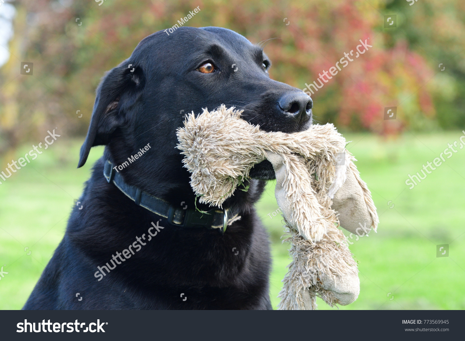 black labrador cuddly toy