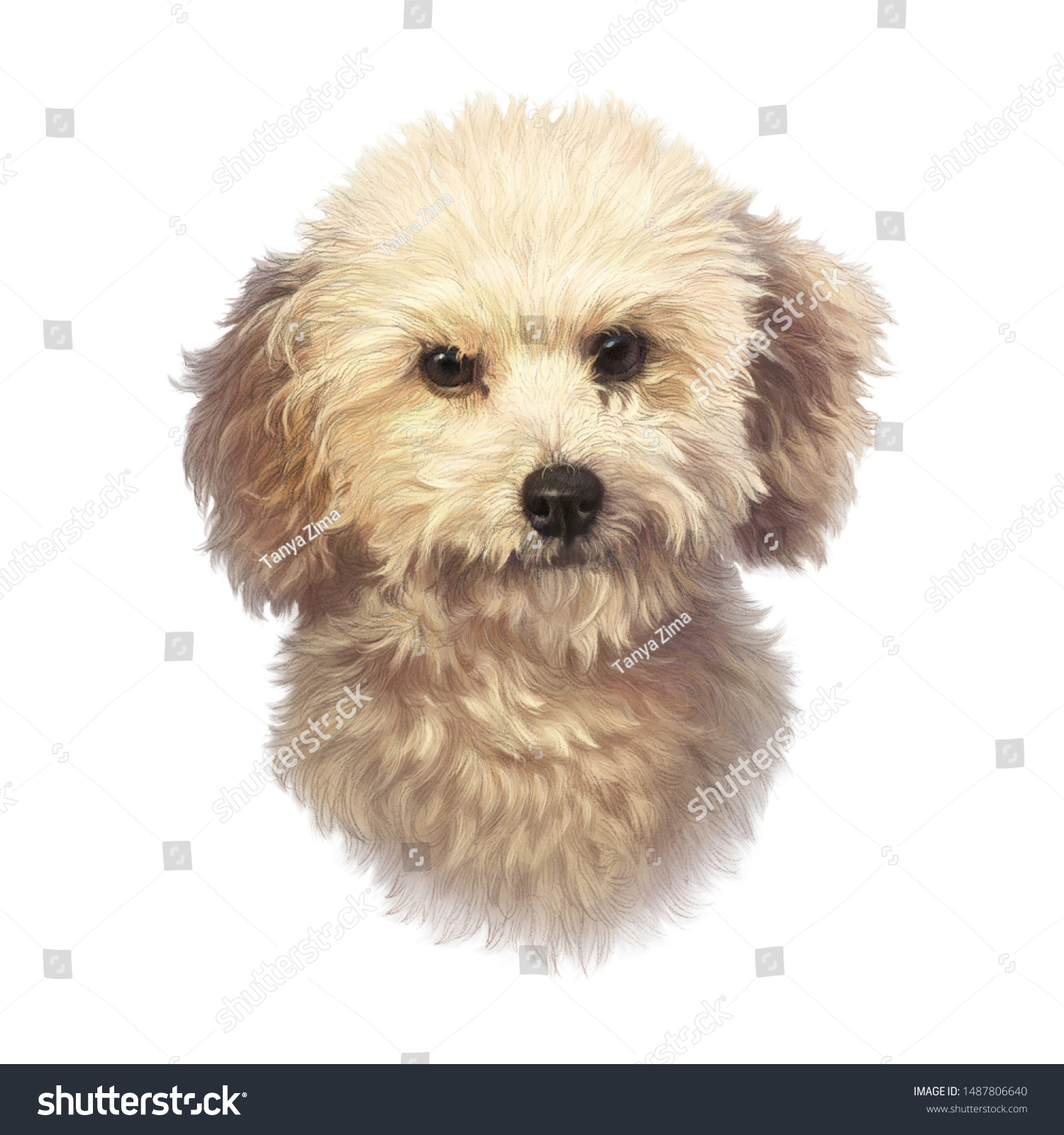 白い背景にかわいいボロン犬のポートレート ラップ ドッグ おもちゃかミニチュアのプードル ペットの手描きのリアルなイラスト 動物美術のコレクション Tシャツ 枕 カードの印刷に適している のイラスト素材