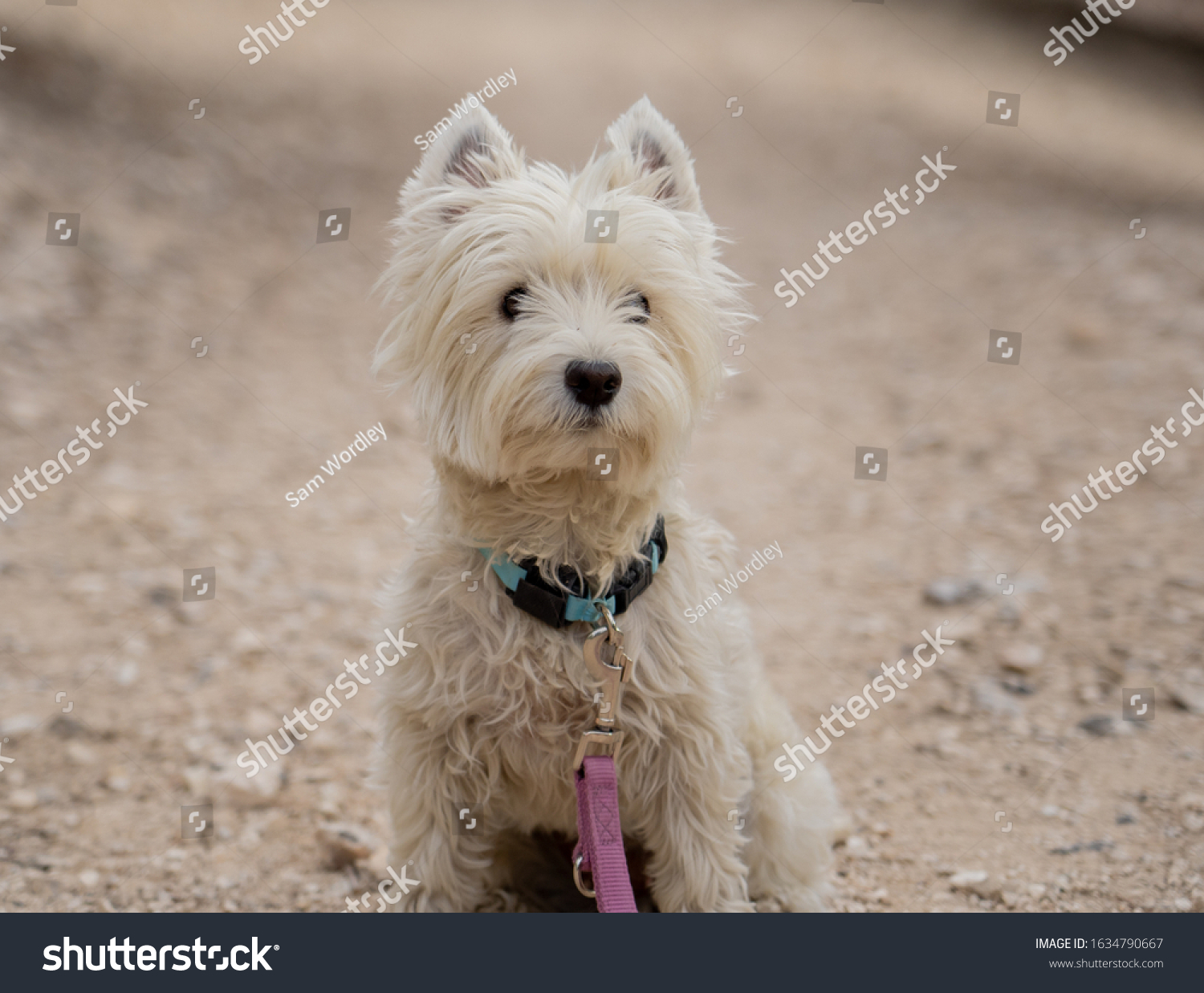 Portrait Cute West Highland White Terrier Stock Photo Edit Now 1634790667