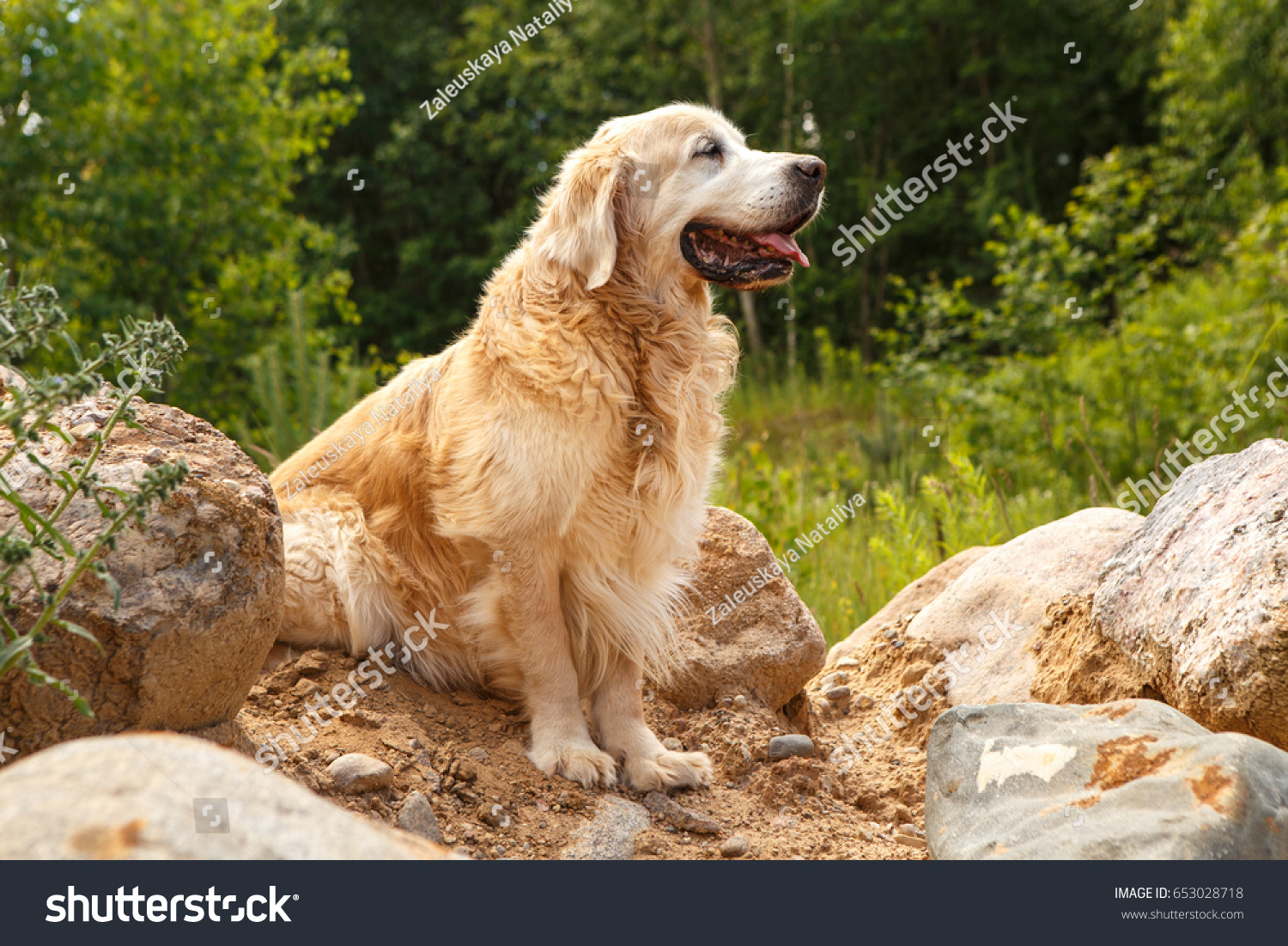 Portrait Dog Golden Retriever Dog Headshot Stock Photo Edit Now