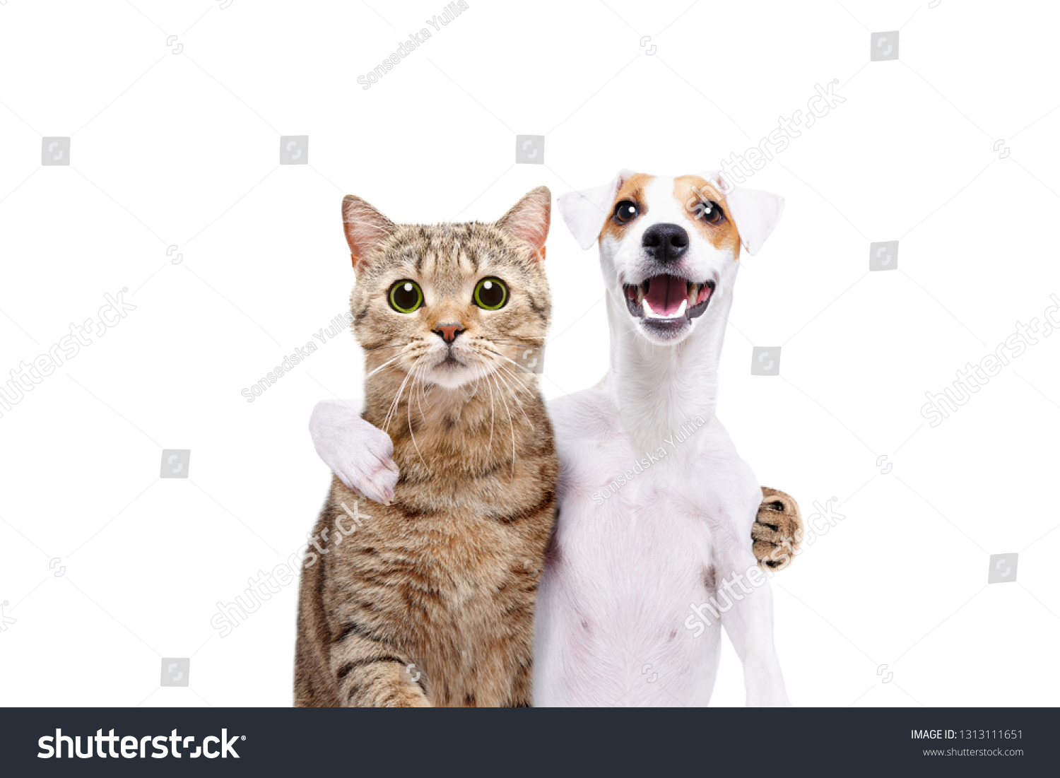 Portrait Dog Jack Russell Terrier Cat Stock Photo Edit Now