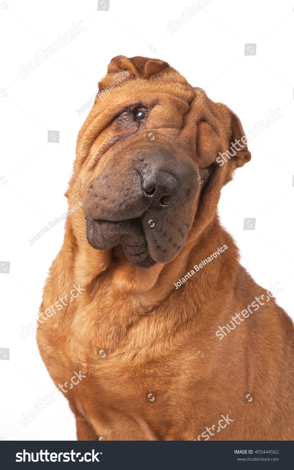 dog breed with big nose