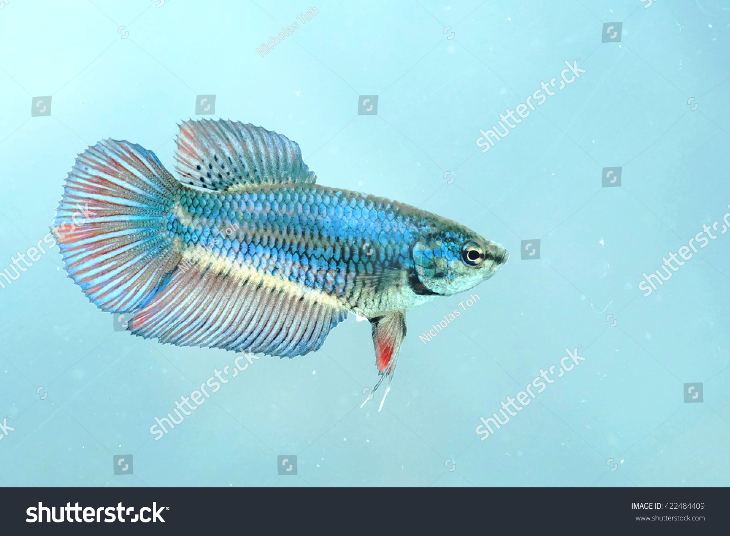 Portrait Of A Female Siamese Fighting Fish Stock Photo 422484409 ...