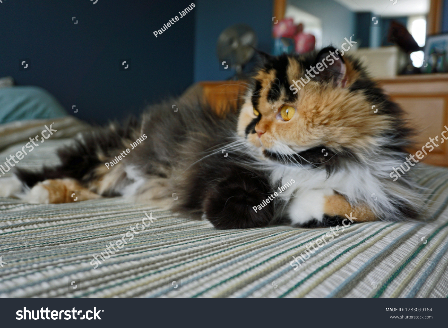 Portrait Fluffy White Black Orange Kitten Stock Photo Edit Now 1283099164