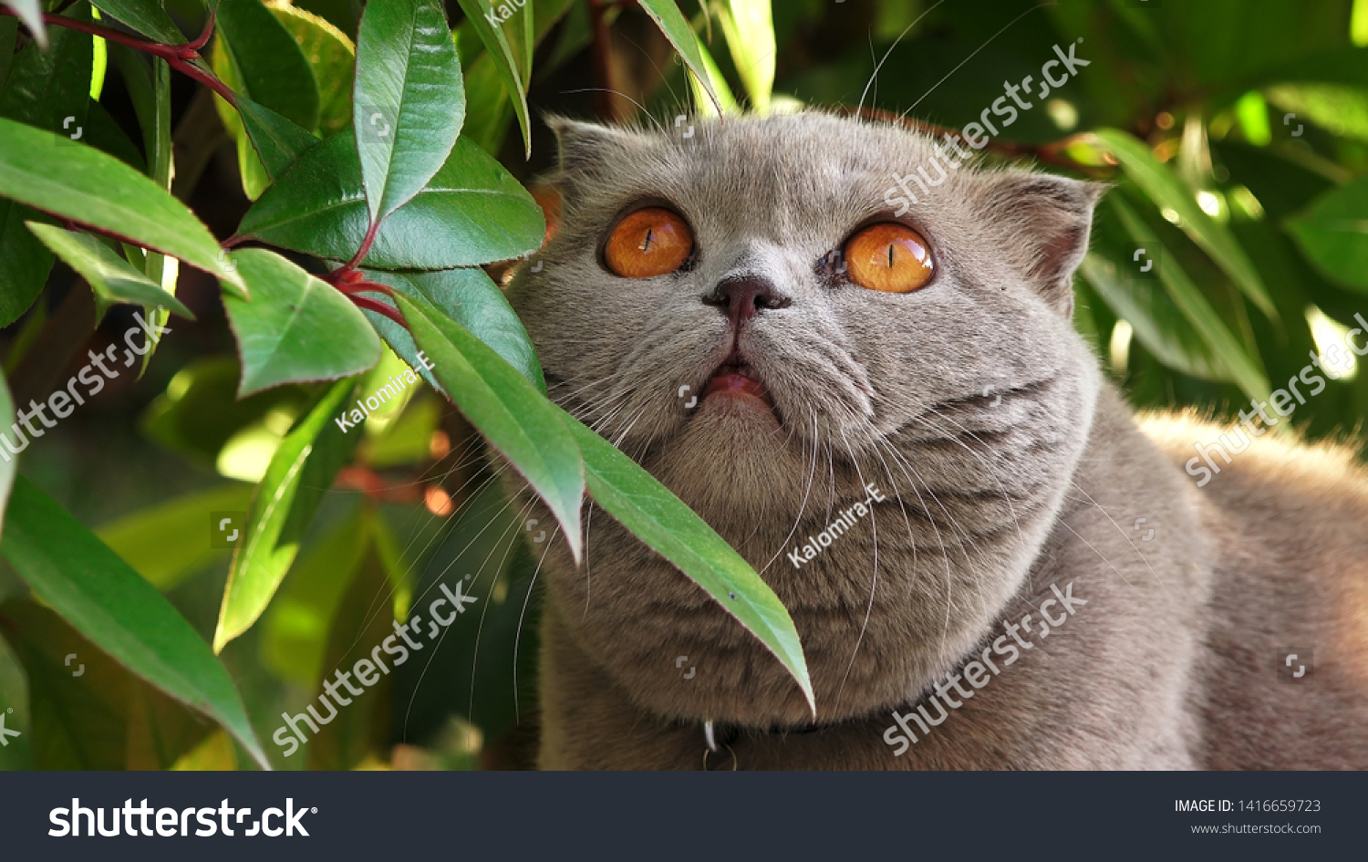 Portrait Funny Persian Cat Orange Eyes Stock Photo Edit Now