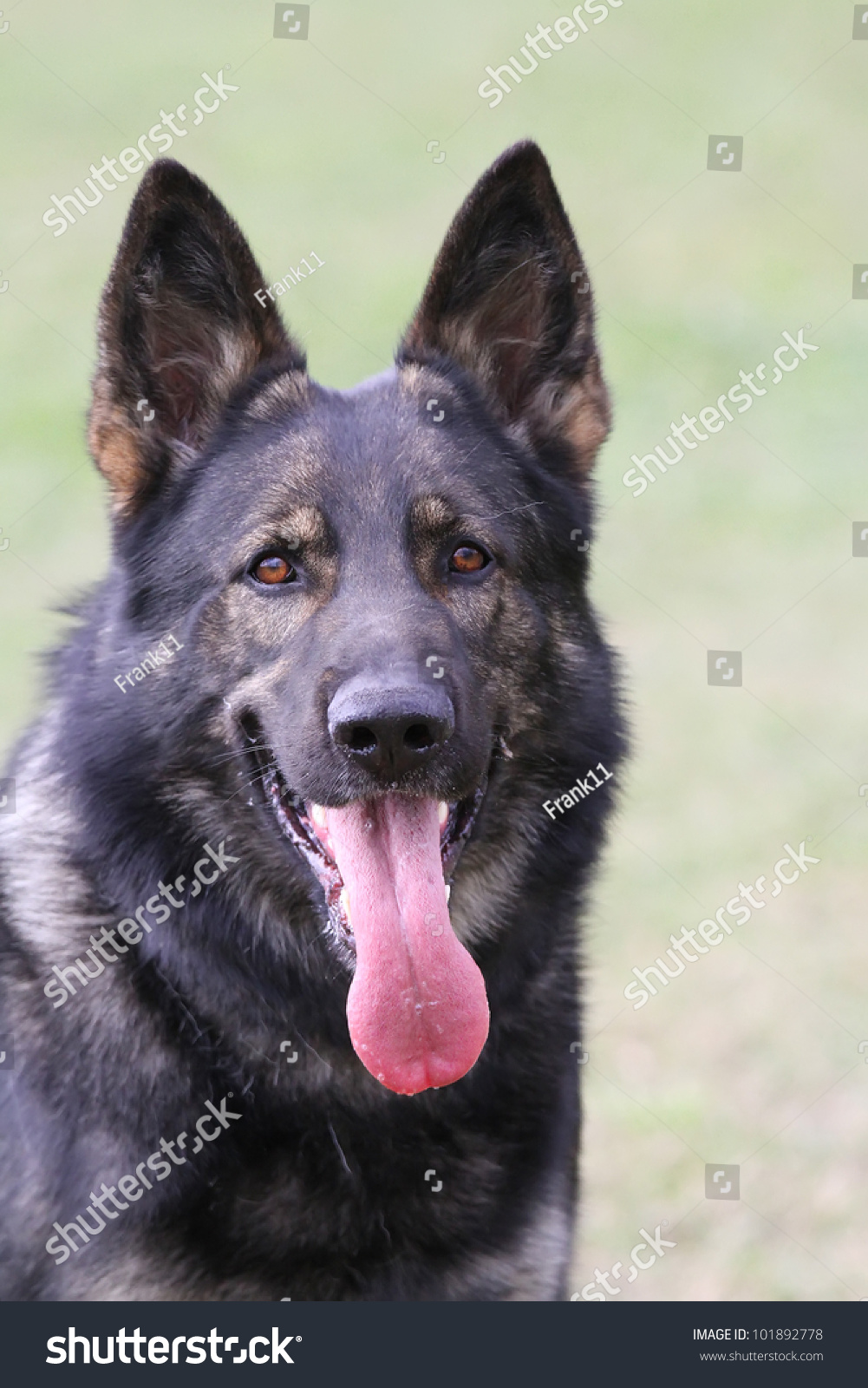 Portrait Of A German Shepherd With Tongue Out Of Mouth. Front View ...