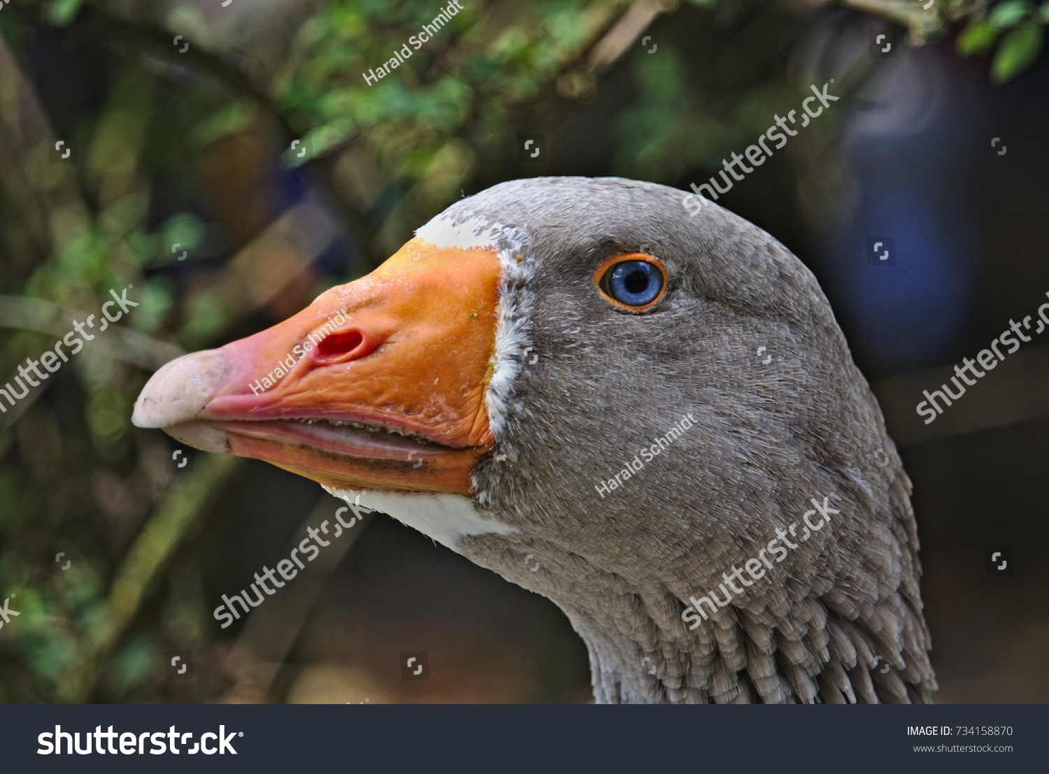 Portrait Goose Striking Blue Eyes Stock Photo (Edit Now) 734158870