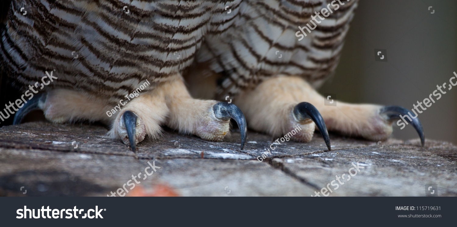 Portrait Of A Great Horned Owl'S Claws And Legs. Stock Photo 115719631 ...