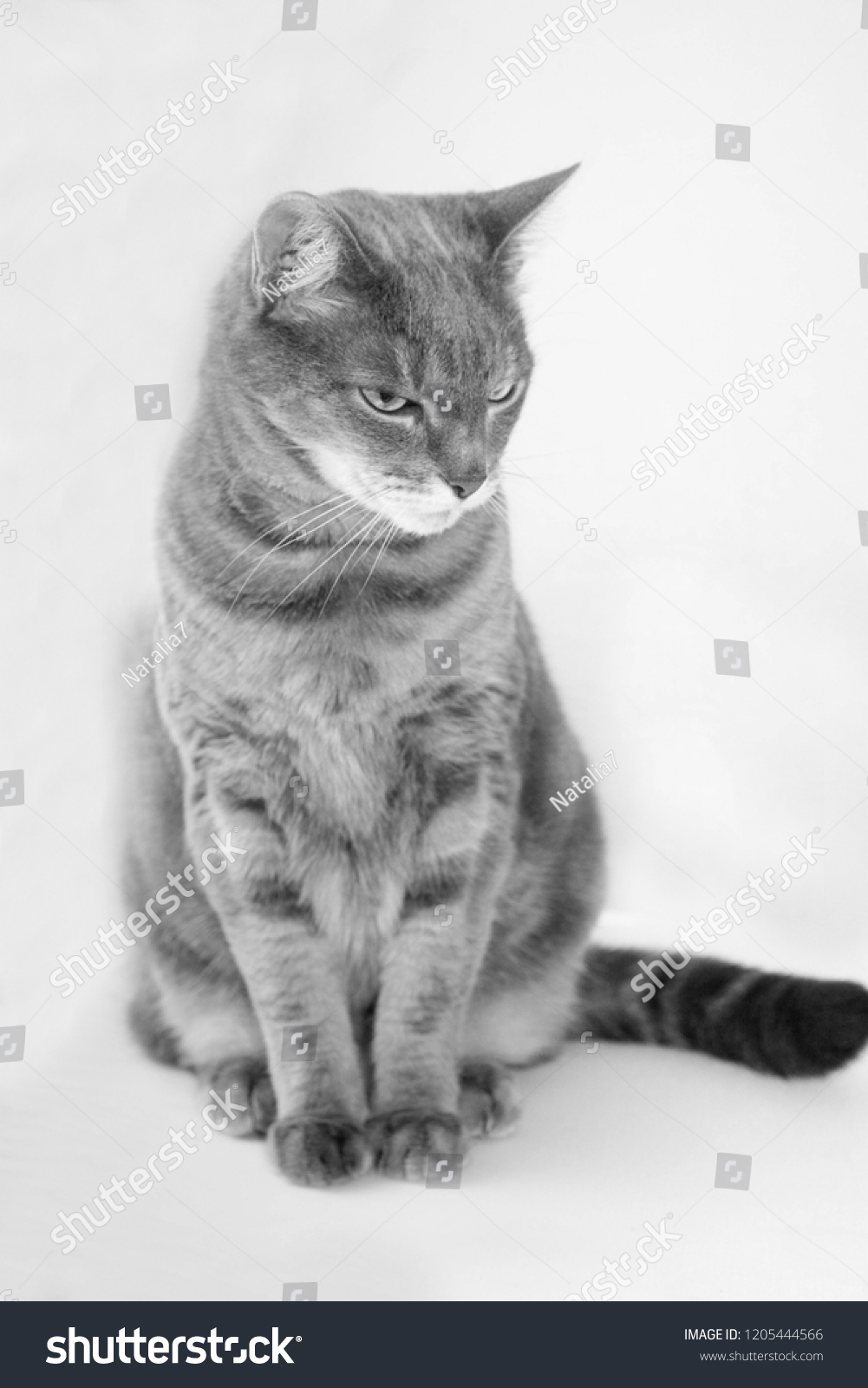 Portrait Grey European Shorthair Cat Black Animals Wildlife Stock Image 1205444566