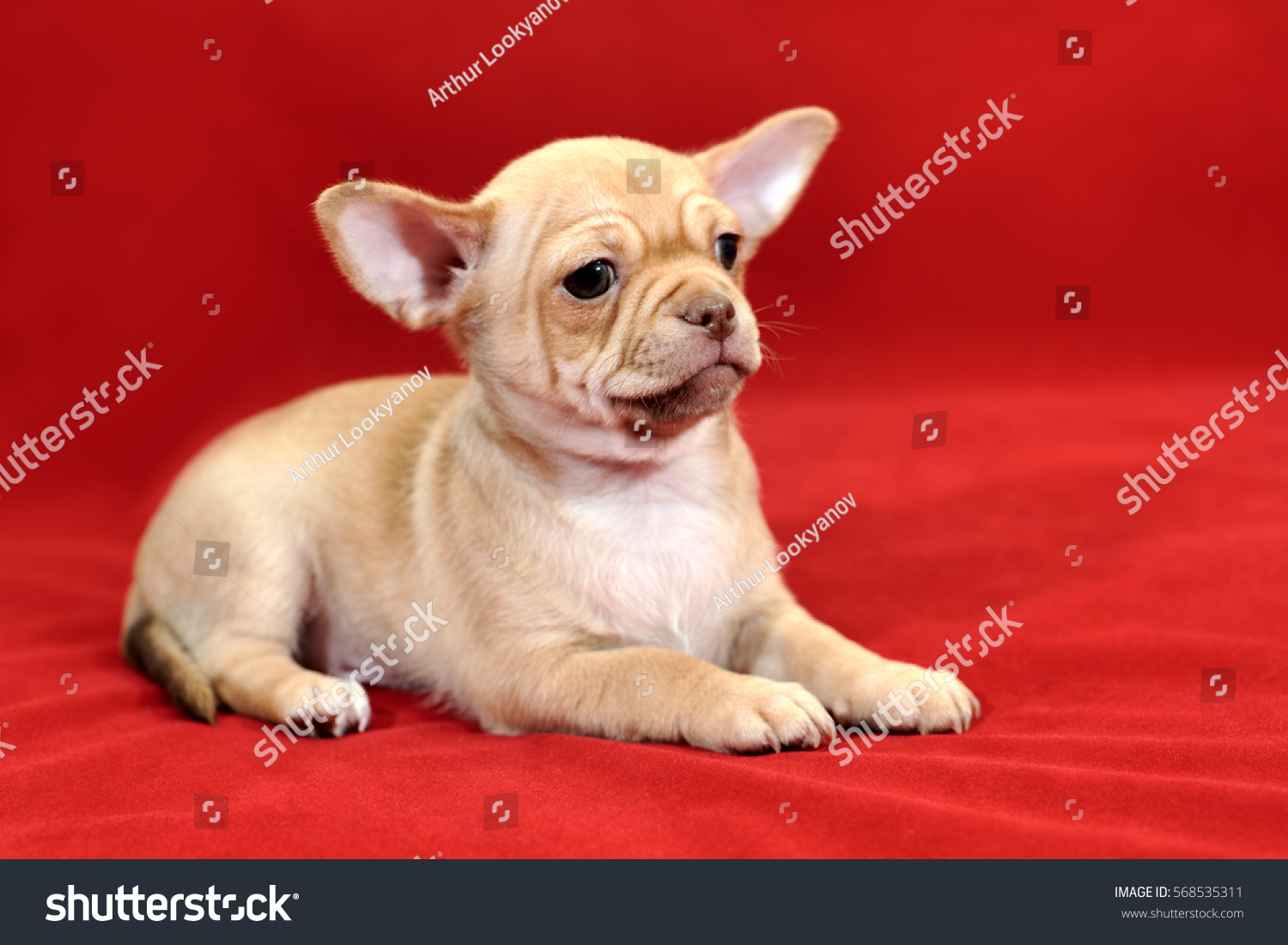 shar pei chihuahua