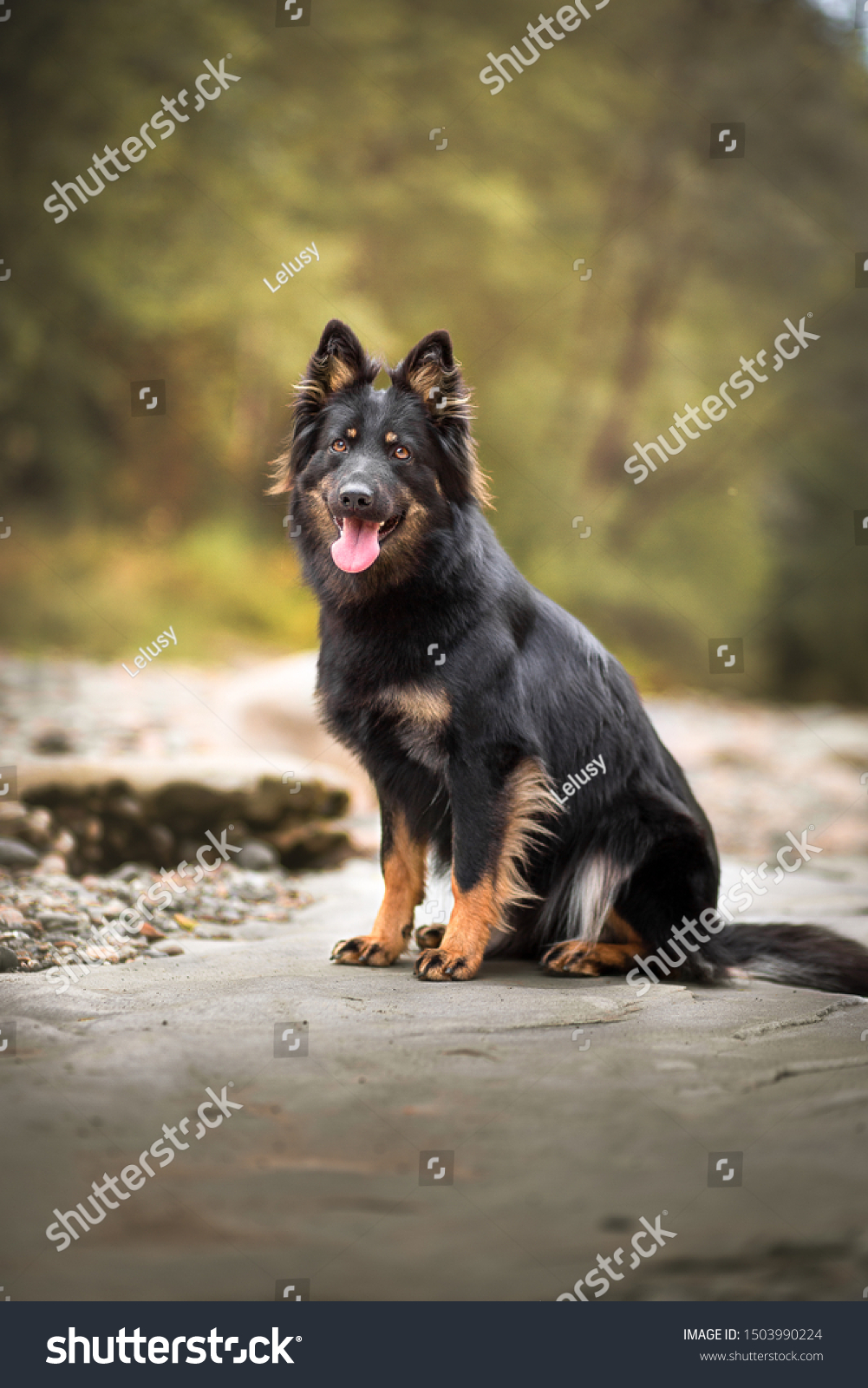 Portrait Happy Black Dog Bohemian Shepherd Stock Photo Edit Now 1503990224