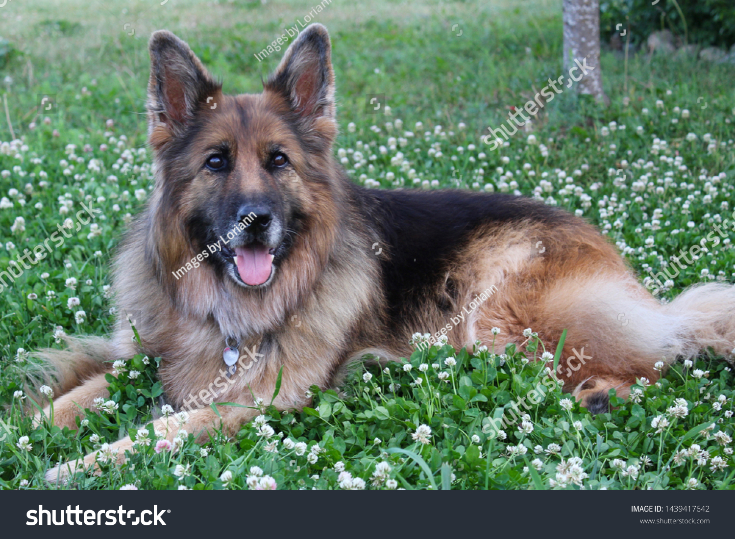 Portrait Long Haired Black Red German Stock Photo Edit Now 1439417642