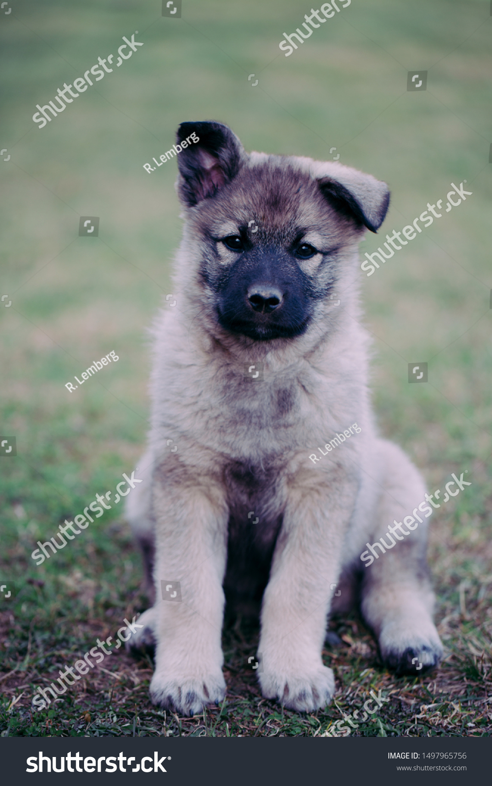 elkhound puppy