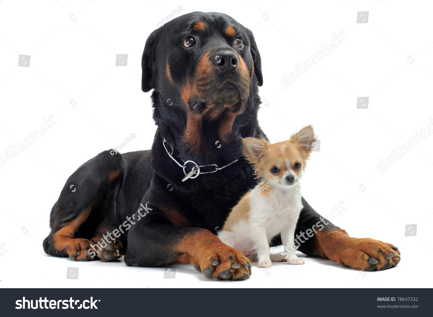 Portrait Of A Purebred Rottweiler And Puppy Chihuahua In Front Of White ...