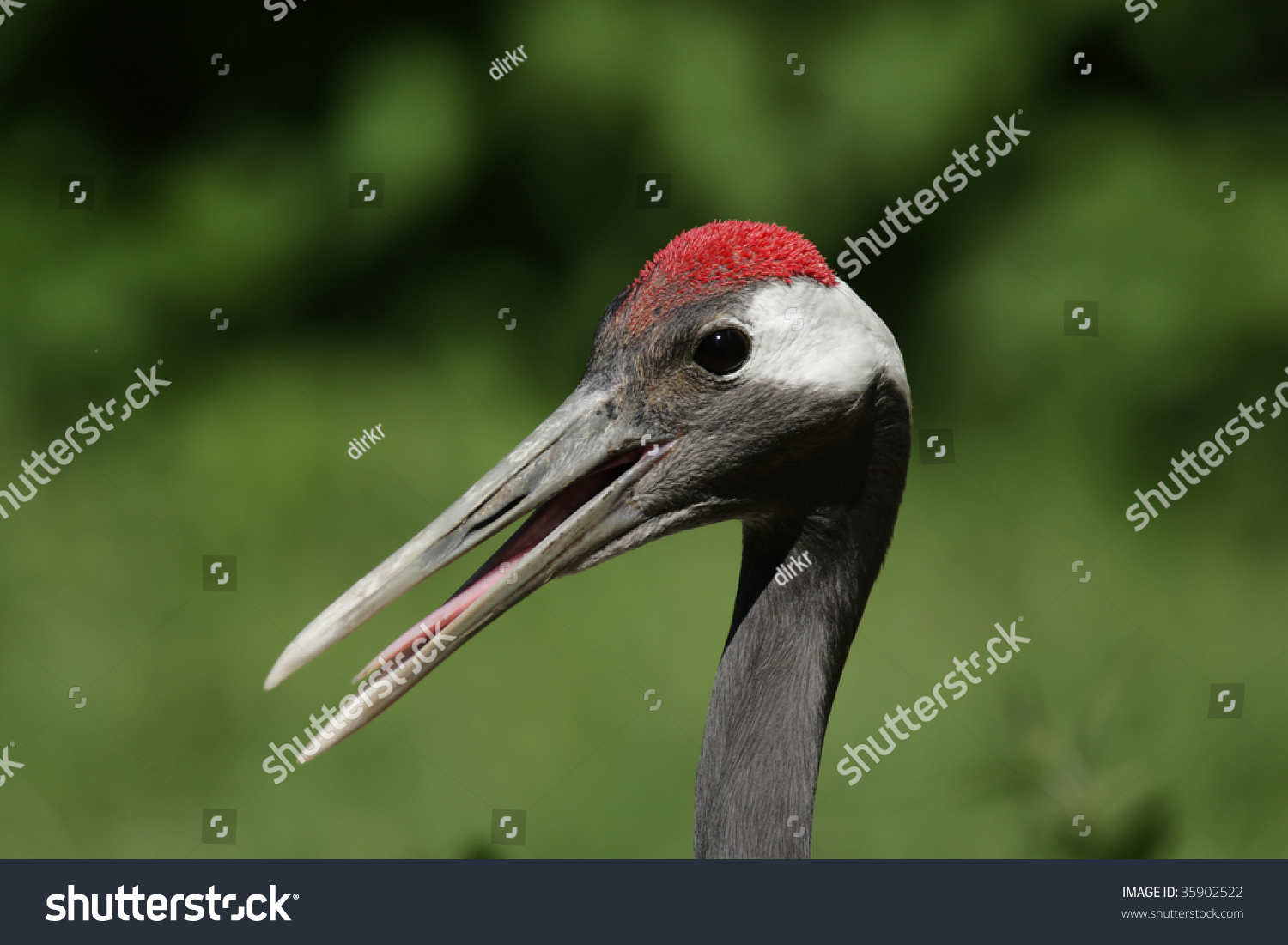 Portrait Redcrowned Crane Grus Japonensis Beak Stock Photo 35902522 ...