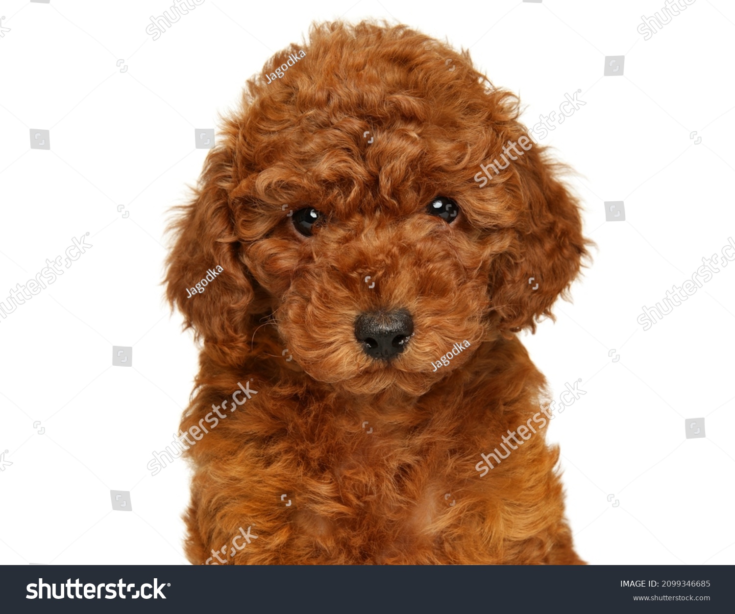 Young Toy Poodle Above Banner On Stock Photo Edit Now