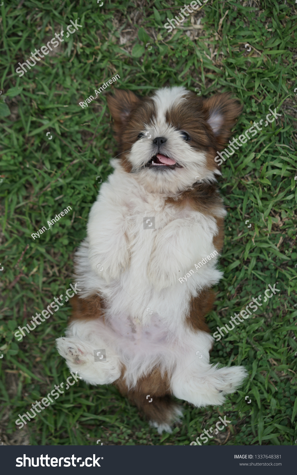 Portrait Shih Tzu Stock Photo Edit Now 1337648381