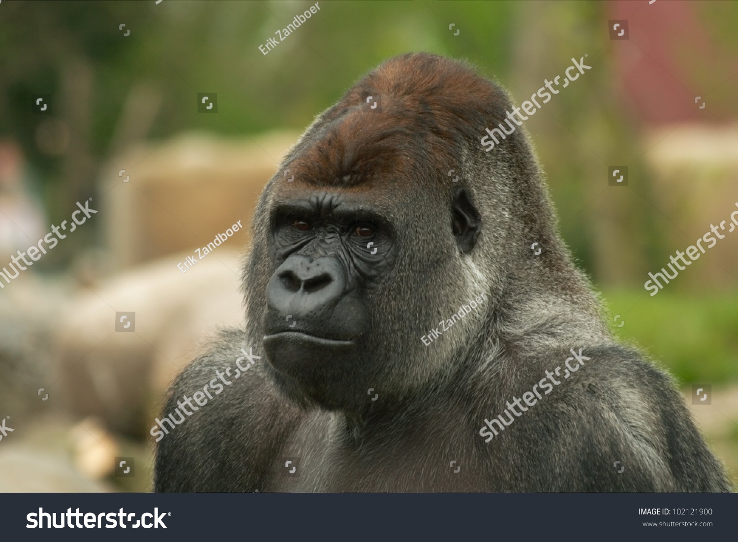 Portrait Of A Silverback Dominant Male Gorilla (Gorilla Gorilla) With ...