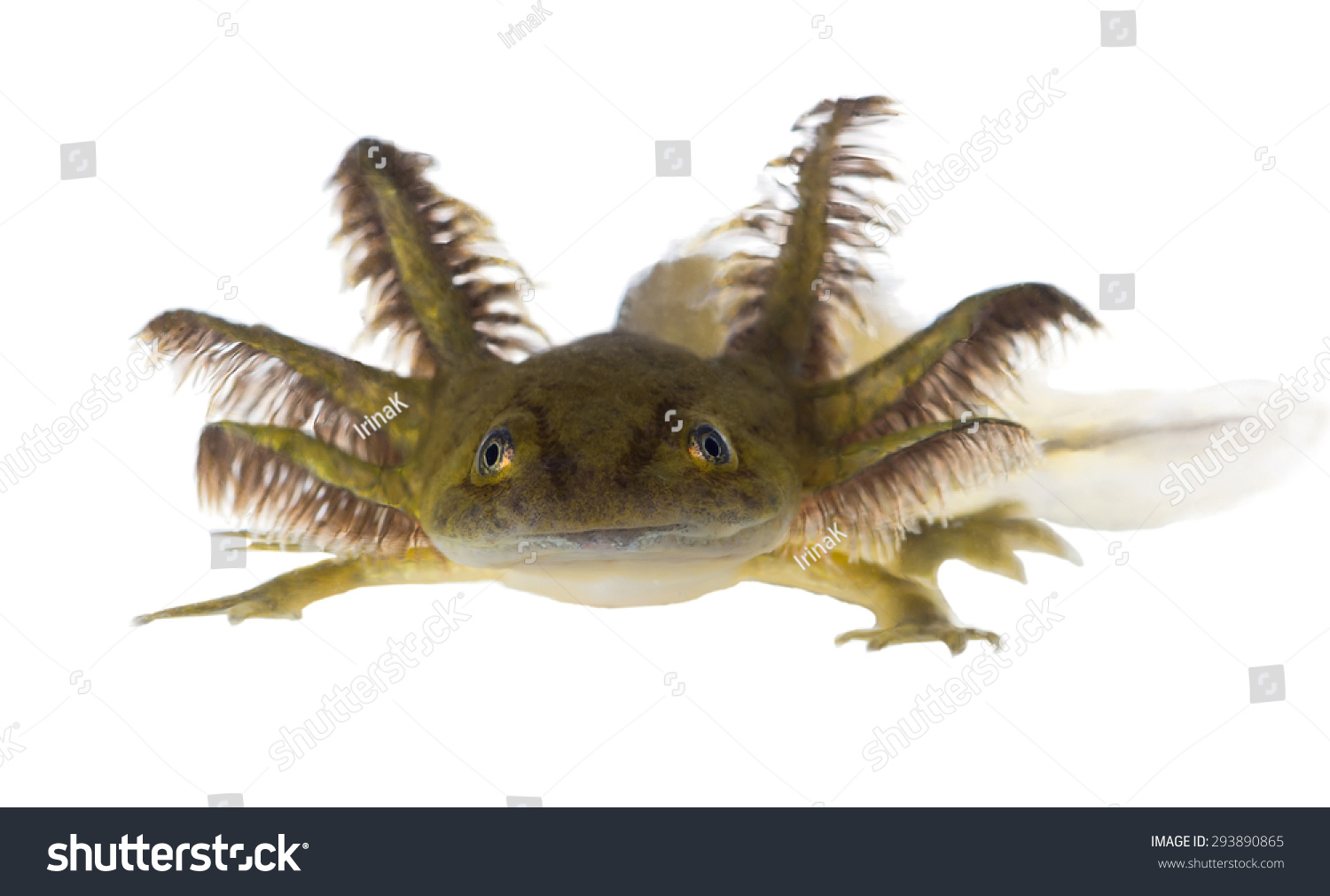 Portrait Of A Smiling Axolotls Are Members Of The Ambystoma Tigrinum ...