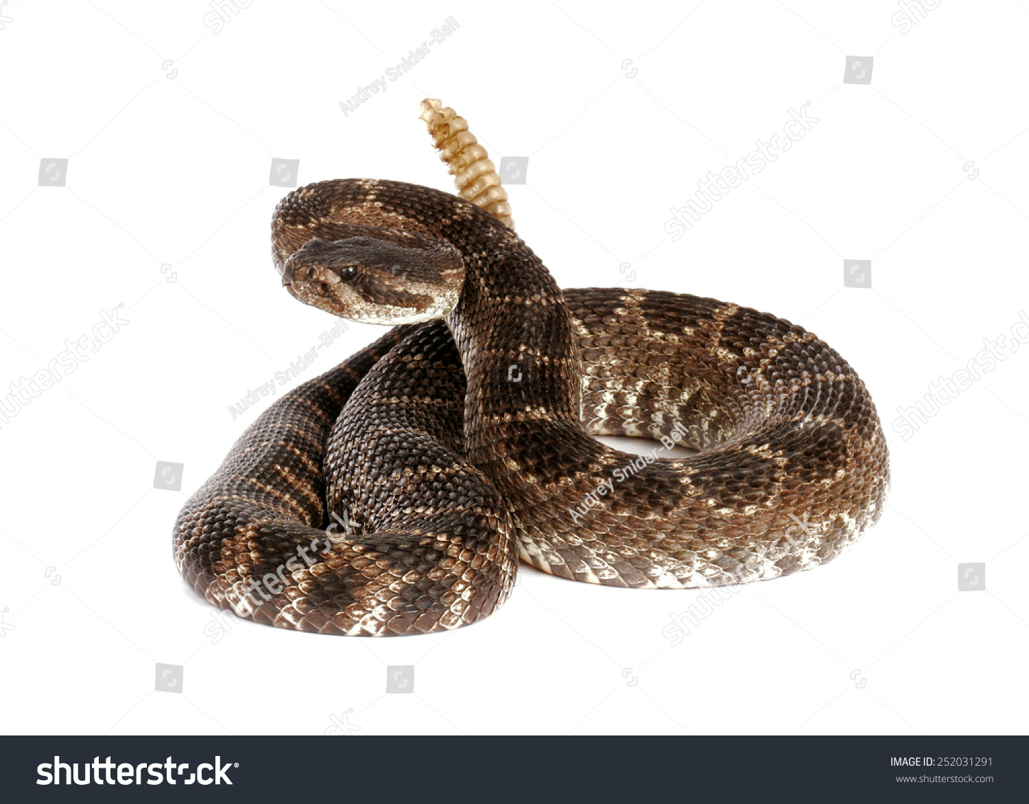 Portrait Of A Southern Pacific Rattlesnake (Crotalus Viridis Helleri ...