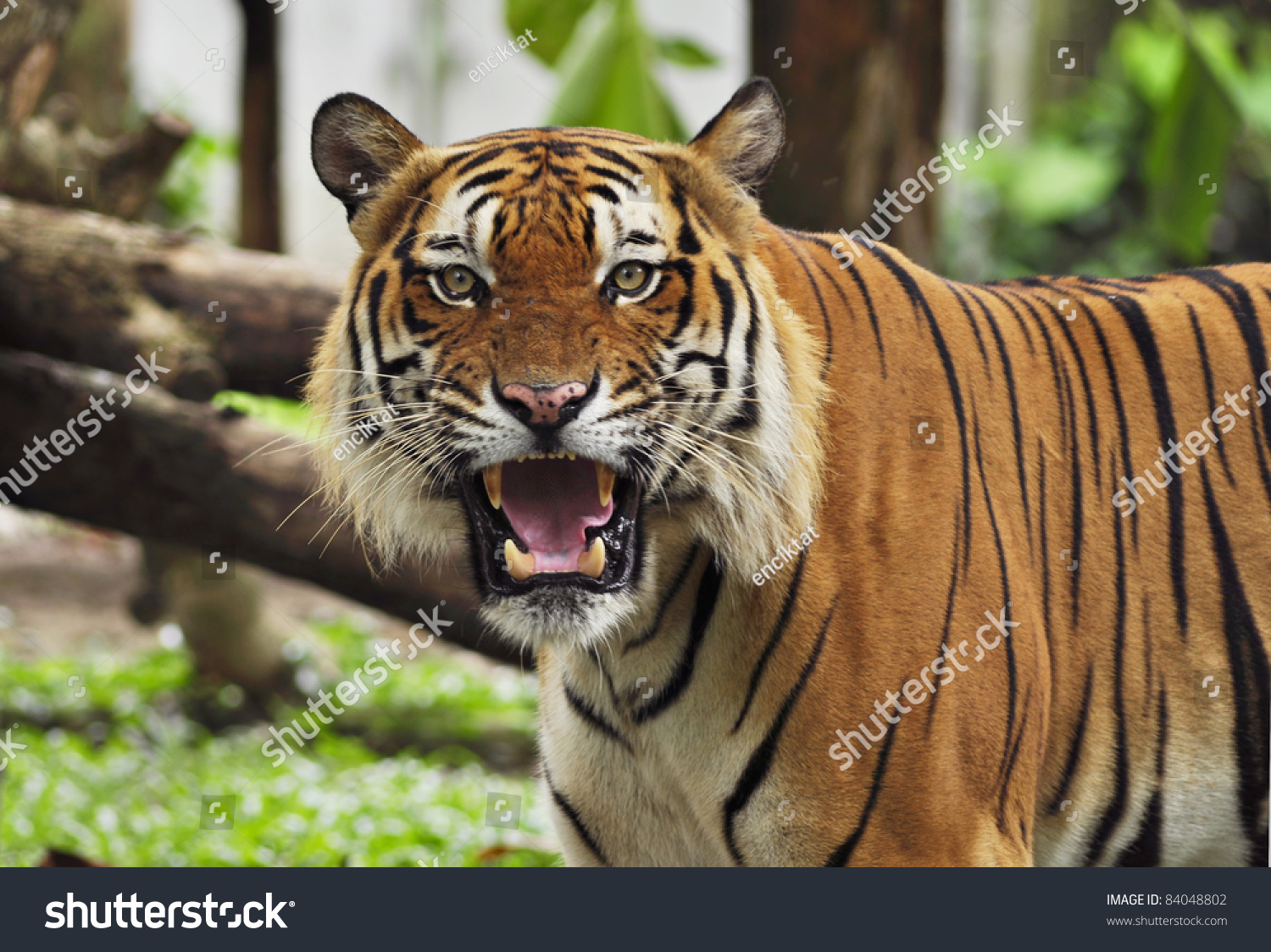 Portrait Of A Tiger'S Face With Bare Teeth Of Malayan Tiger Stock Photo ...