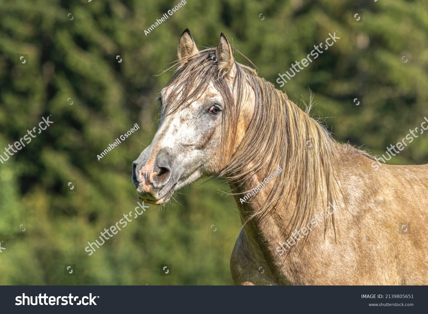 Portrait Varnish Roan Arabian Horse On Stock Photo 2139805651 ...