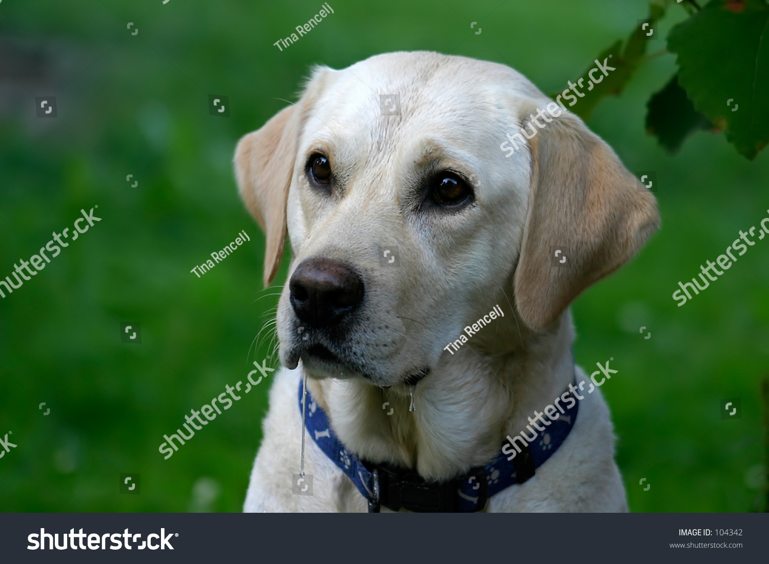 Portrait Very Hungry Drooling Dog Stock Photo 104342 - Shutterstock