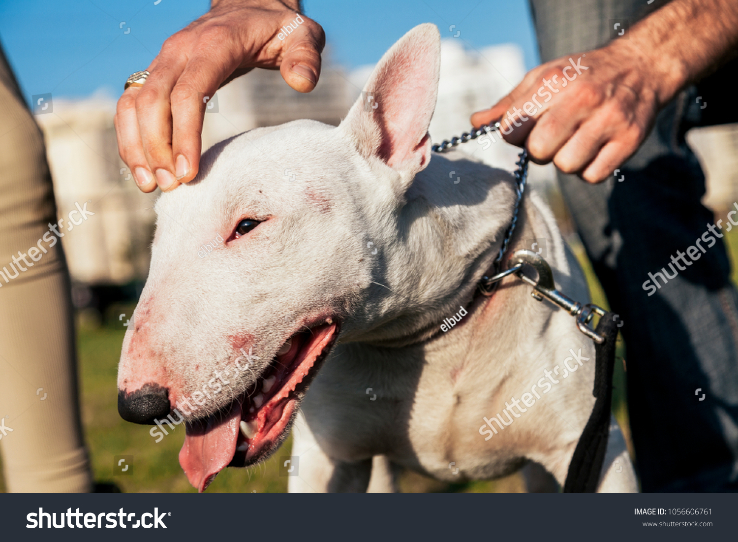 Portrait White Bull Terrier Dog Looking Stock Photo Edit Now 1056606761