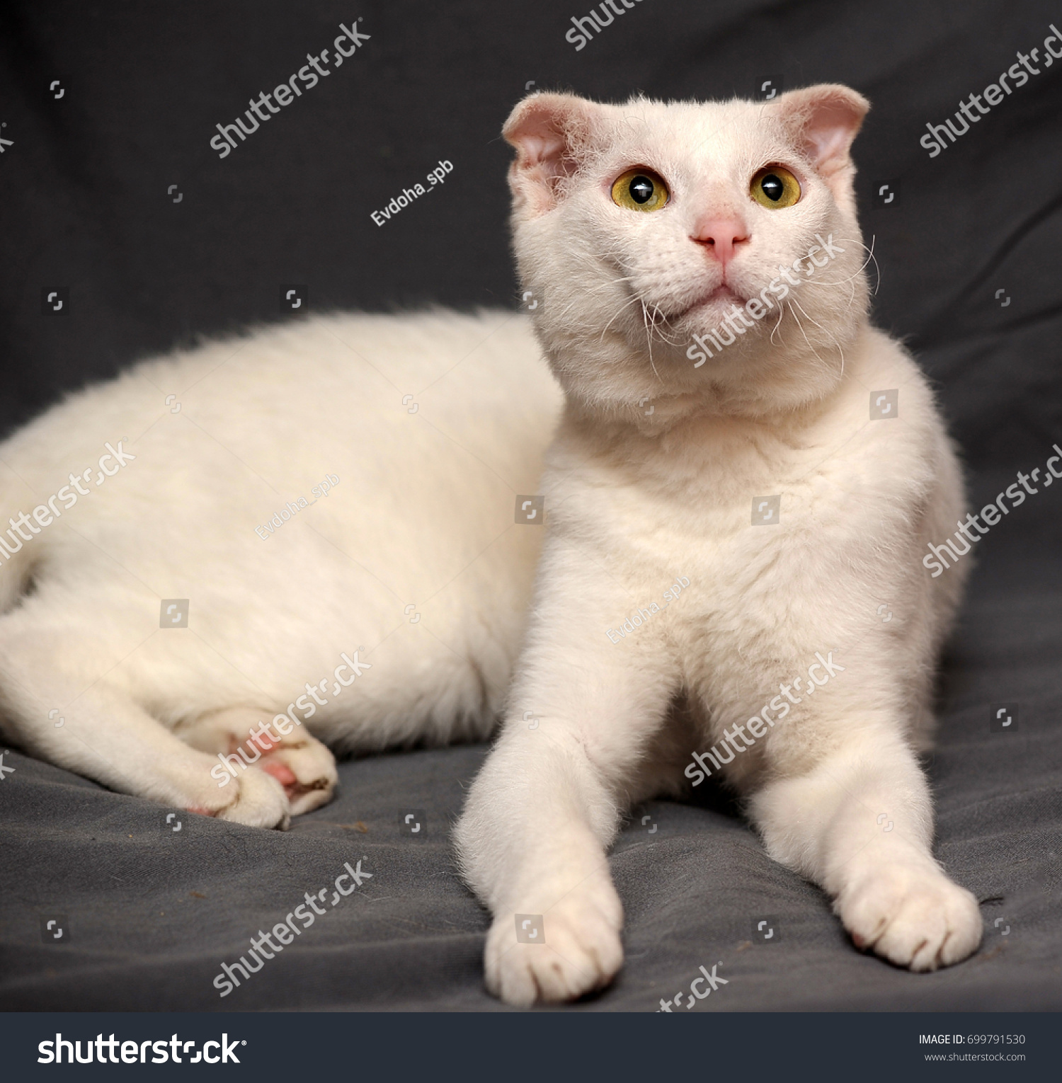 Portrait White Cat Breed Ukrainian Levkoy Stock Photo Edit Now 699791530