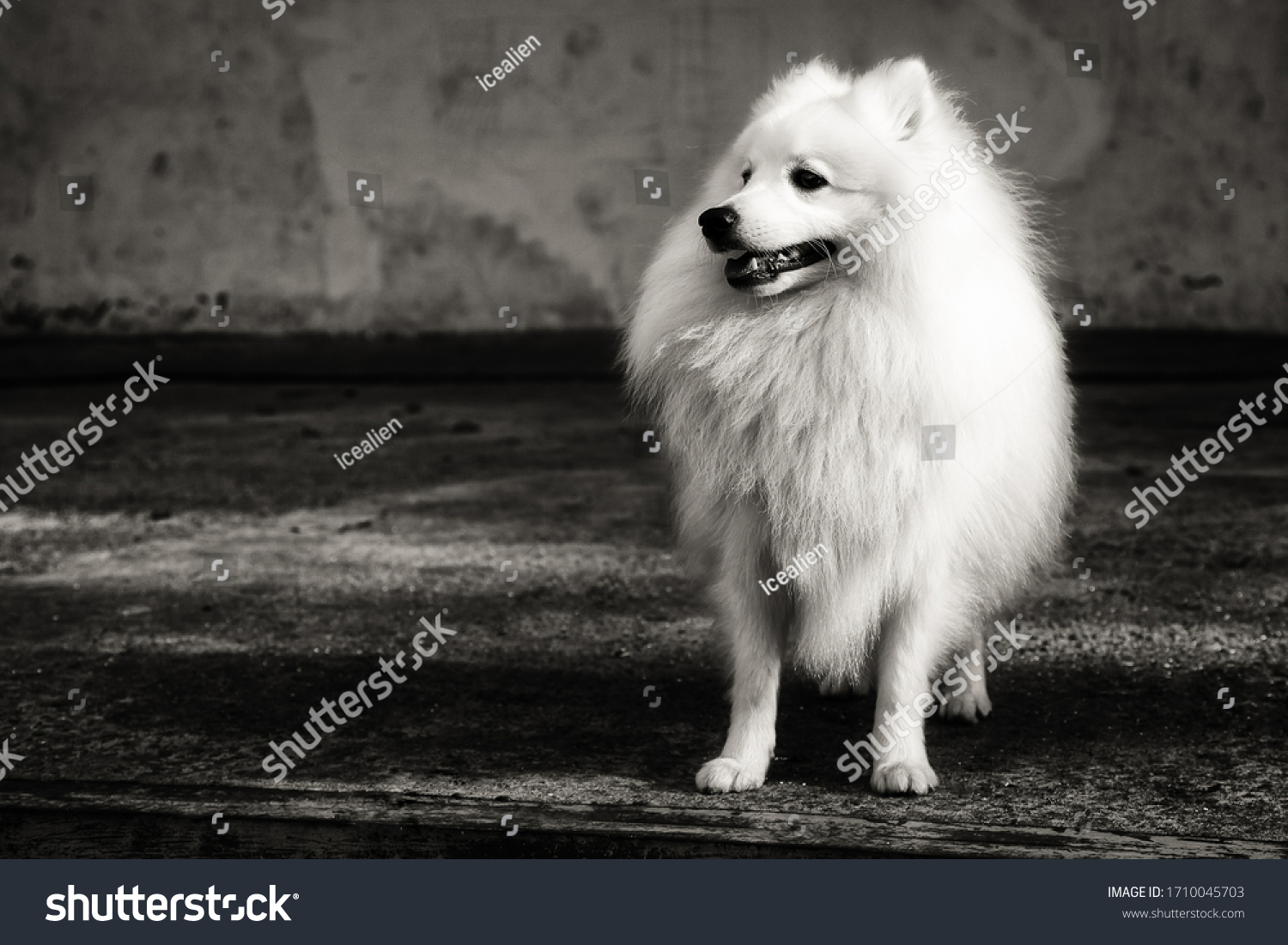 Portrait White Japanese Pomeranian Black White Stock Photo Edit Now