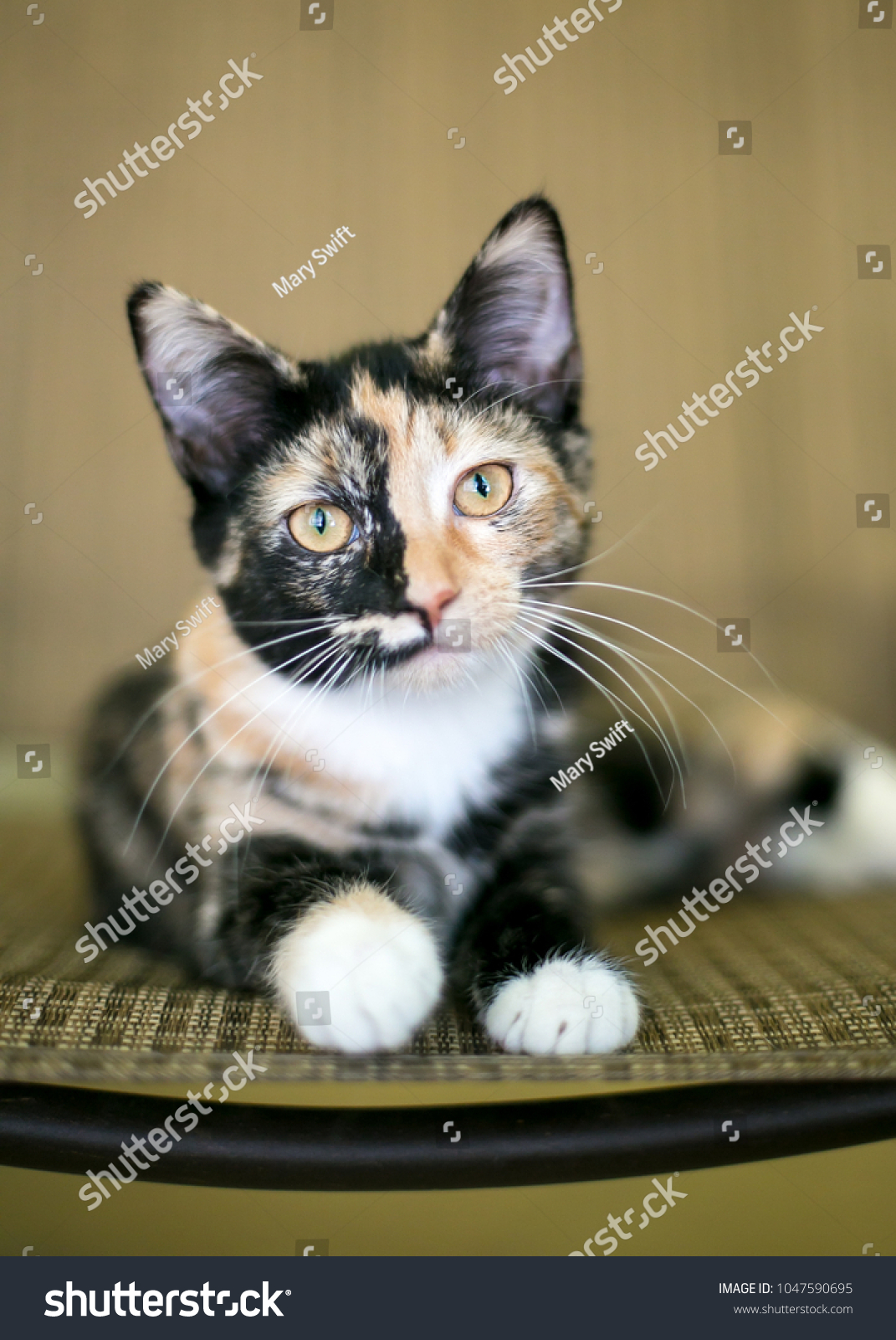 Portrait Young Calico Domestic Shorthair Kitten Stock Photo Edit